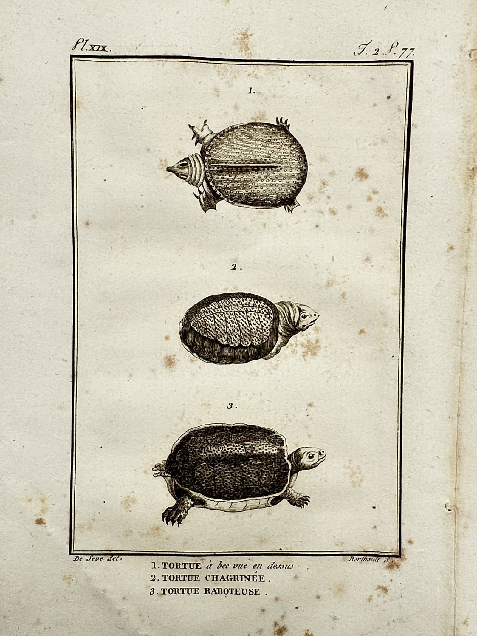 Georges-Louis Leclerc, Comte de Buffon – View of Buffon Turtles – Copper engraving (1749–1767) (1 of 2)