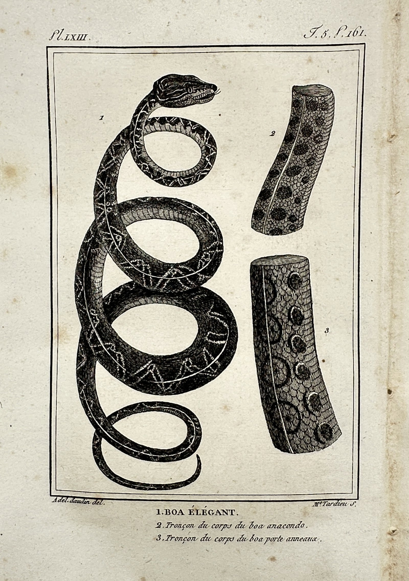 Georges-Louis Leclerc, Comte de Buffon – View of Buffon Boas – Copper engraving (1749–1767) (1 of 2)