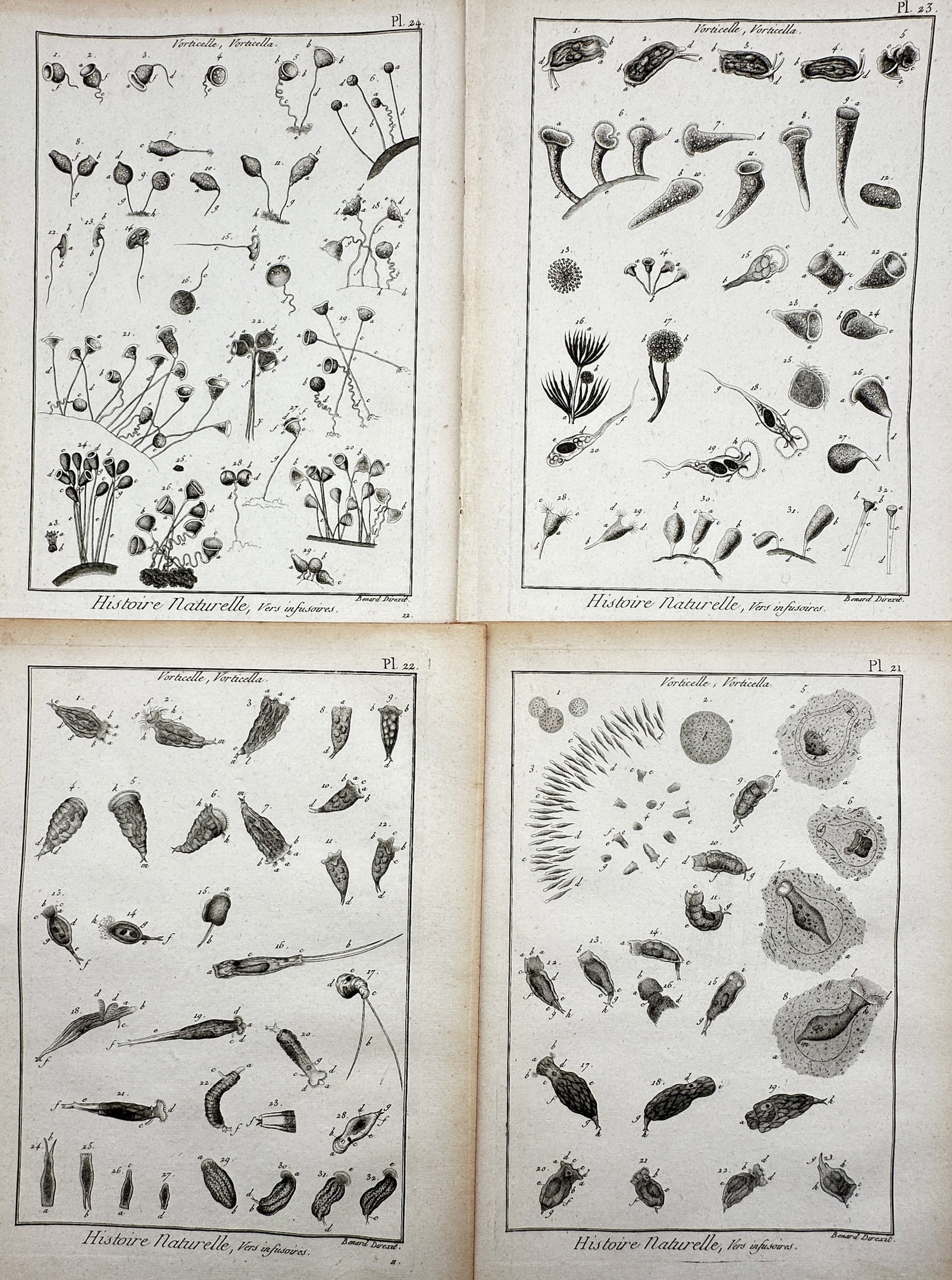 Robert Bénard – Set of 4: View of Infusoria and Vorticella – Copper engraving (1780–1790): "Histoire Naturelle, Vers infusoires." This set of four copper engravings illustrates various species of microscopic organisms, specifically infusoria and vorticella, in anatomical detail. The plates 