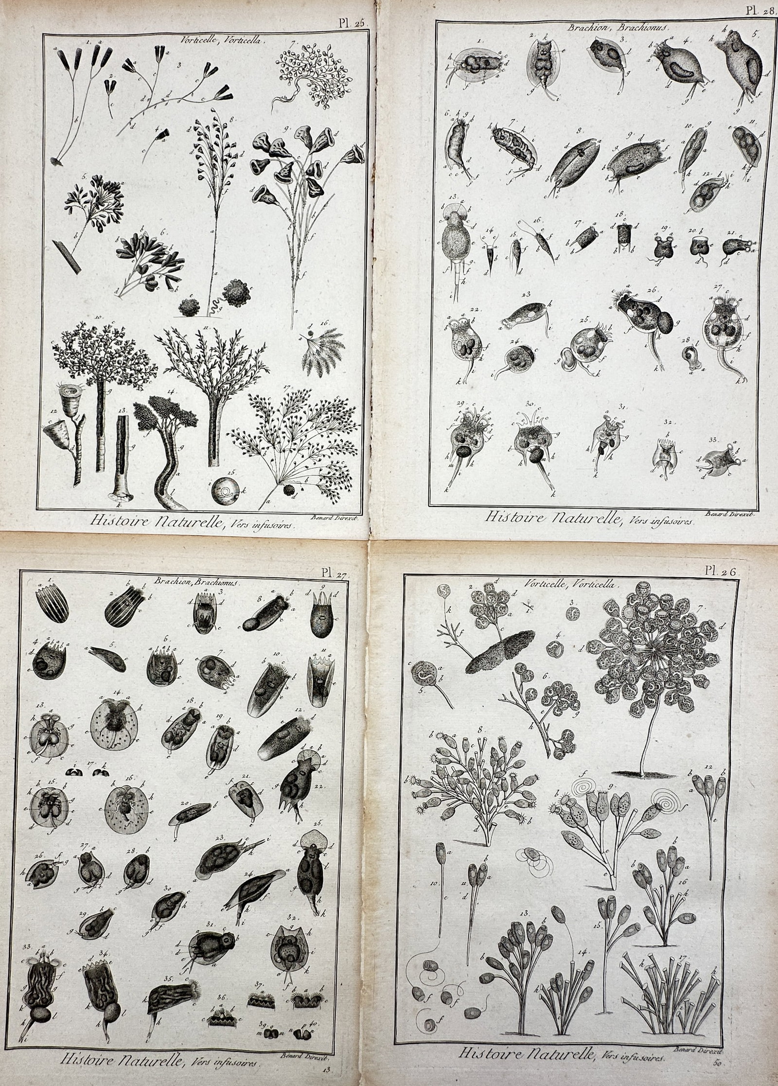 Robert Bénard – Set of 4: View of Brachionus and Vorticella – Copper engraving (1780–1790): "Histoire Naturelle, Vers infusoires." This set of four copper engravings illustrates various microscopic organisms, including brachionus and vorticella, in anatomical detail. The plates are from the 
