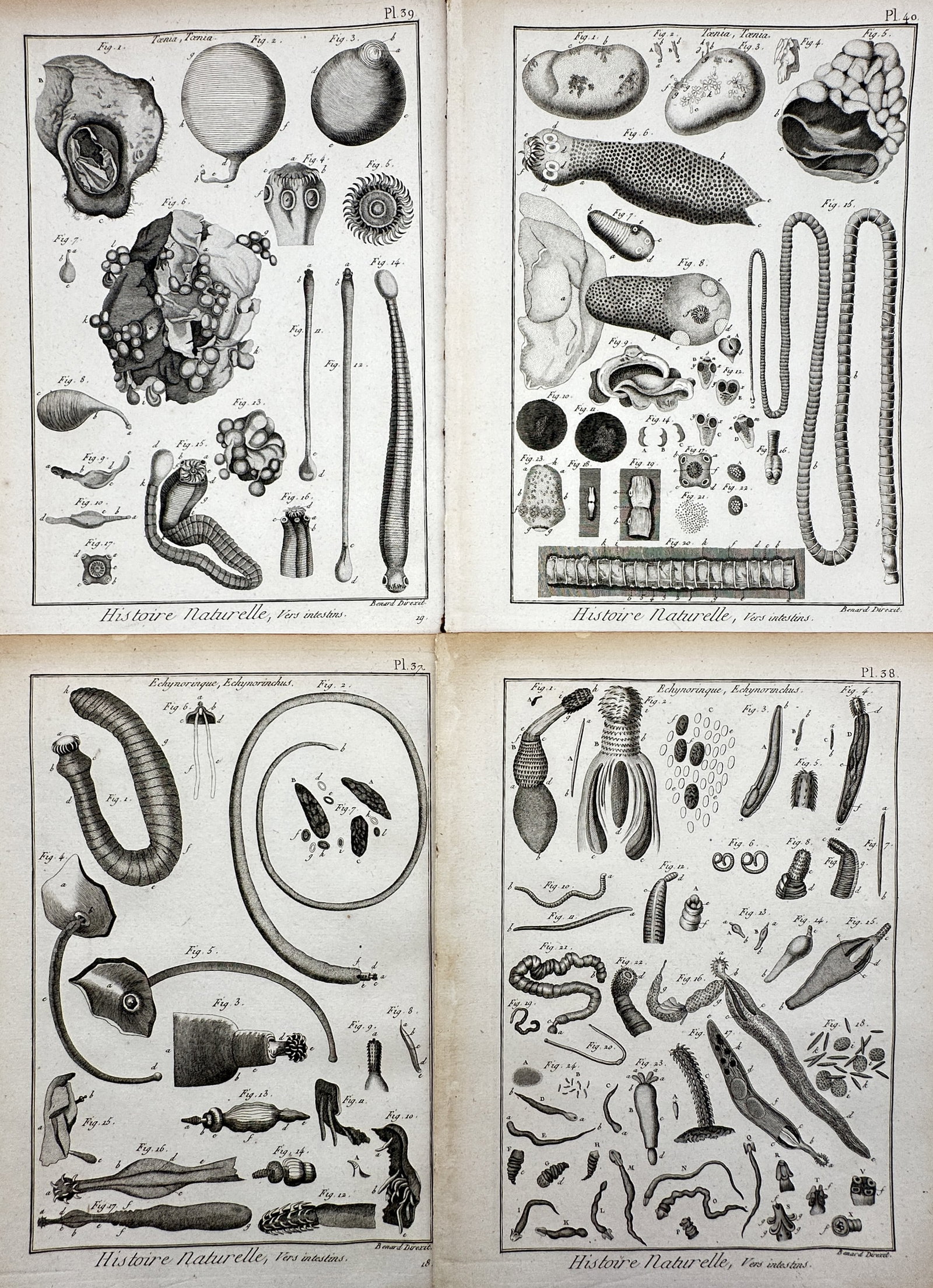 Robert Bénard – Set of 4: View of Tapeworms and Intestinal Worms – Copper engraving: "Histoire Naturelle, Vers intestins." This set of four copper engravings illustrates various species of intestinal worms, including tapeworms of the genus Taenia and spiny-headed worms of the genus Ec