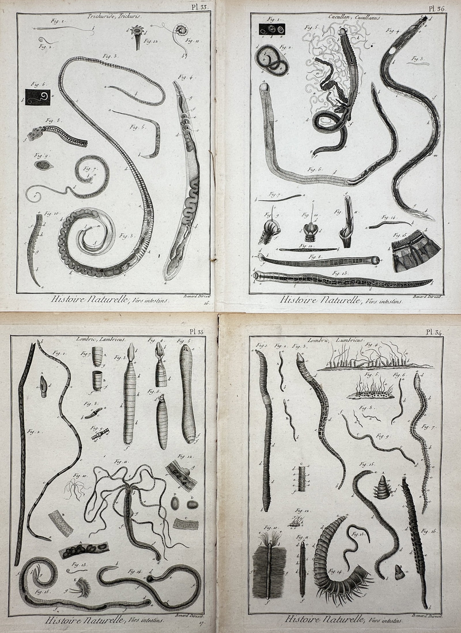 Robert Bénard – Set of 4: View of Helminths and Intestinal Worms – Copper engraving: "Histoire Naturelle, Vers intestins." This set of four copper engravings illustrates various species of parasitic worms and helminths, including earthworms and roundworms, displayed in anatomical deta
