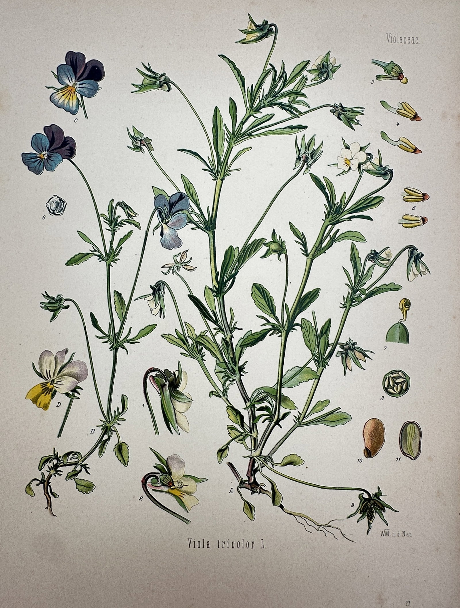 Hermann Köhler (1834–1912) – View of Wild Pansy – Hand-coloured lithograph (1887): "Viola tricolor L." This hand-coloured lithograph provides a detailed botanical study of the wild pansy, including its flowering stem, various floral dissections, and seed structures. The plate is fro