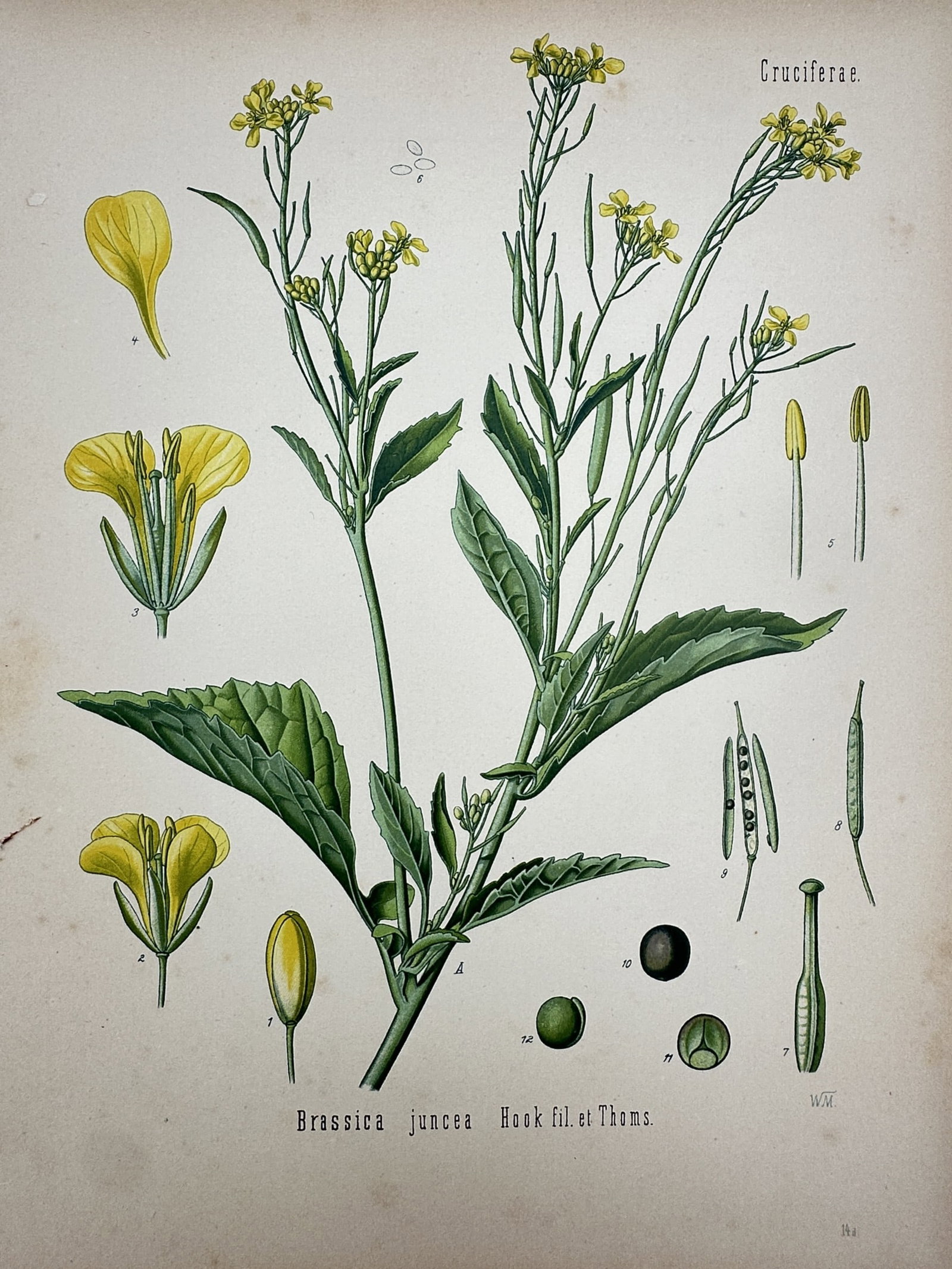 Hermann Köhler (1834–1912) – View of Brown Mustard – Hand-coloured lithograph (1887): "Brassica juncea Hook fil. et Thoms." This hand-coloured lithograph provides a detailed botanical study of the brown mustard plant, illustrating its yellow flowers, foliage, and various reproductive c