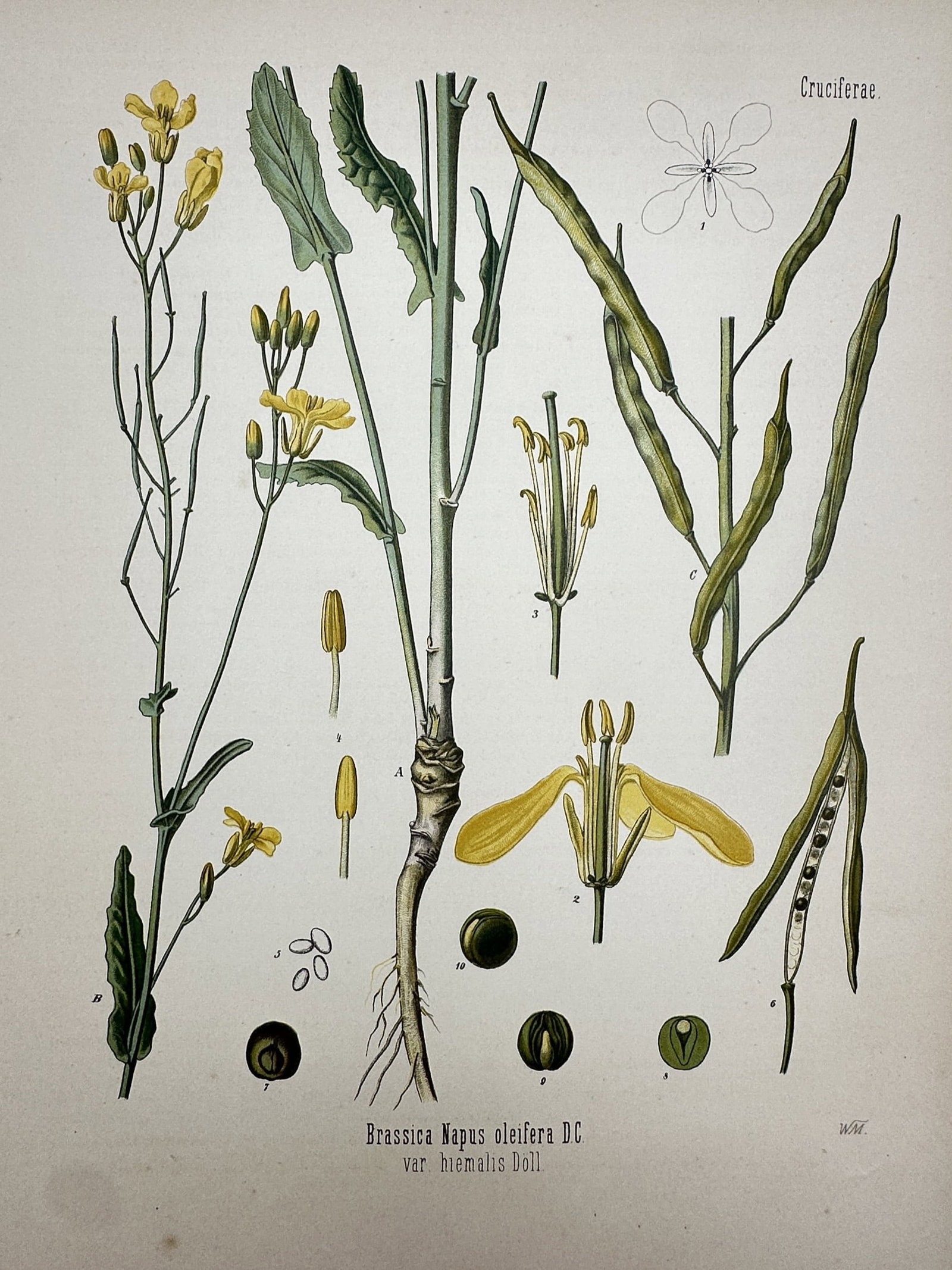 Hermann Köhler (1834–1912) – View of Rapeseed – Hand-coloured lithograph (1887): "Brassica Napus oleifera DC var. hiemalis Doell." This hand-coloured lithograph provides a comprehensive botanical study of rapeseed, displaying the flowering plant with its yellow blossoms, root syst