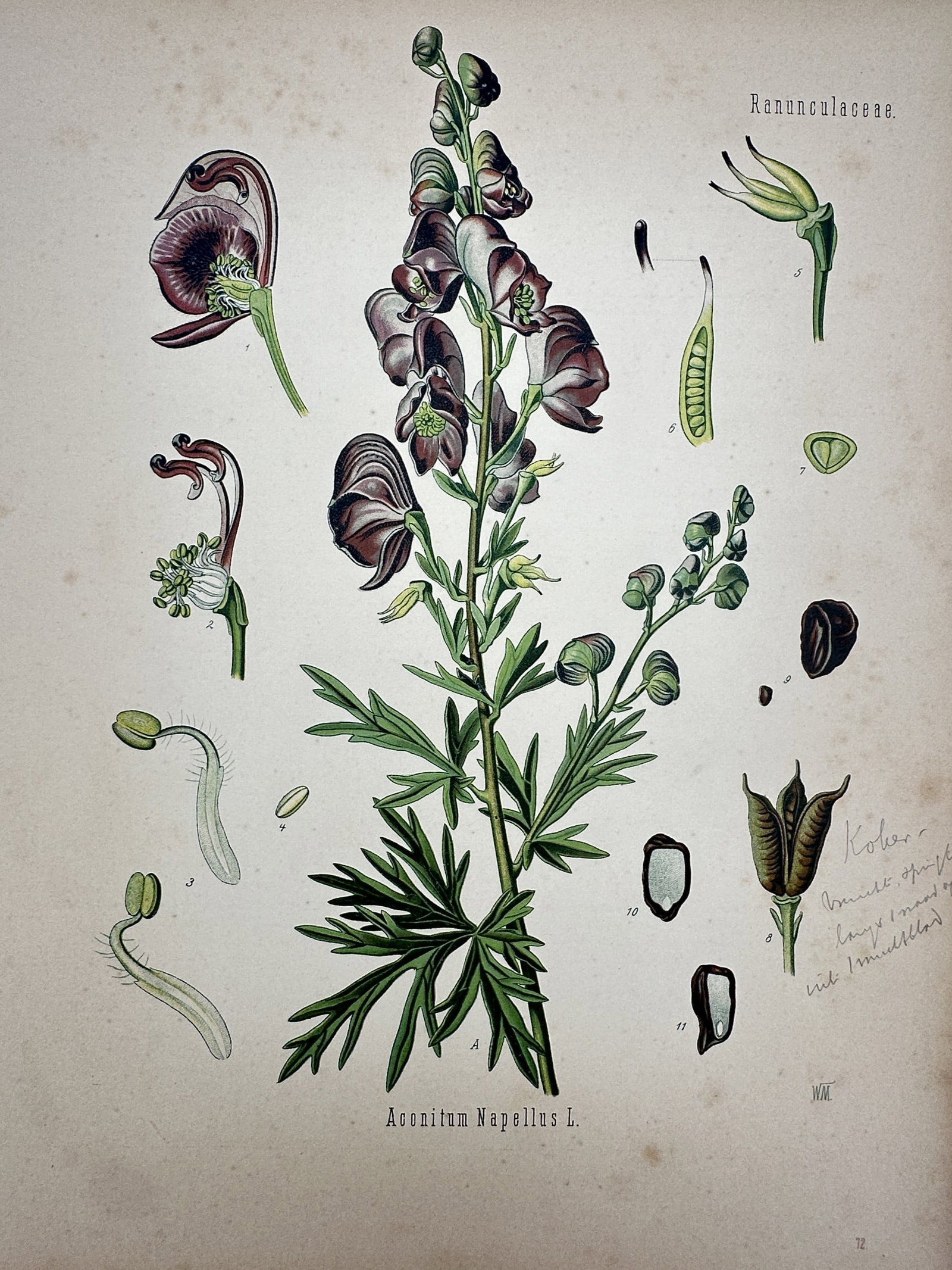 Hermann Köhler (1834–1912) – View of Monkshood – Hand-coloured lithograph (1887): "Aconitum Napellus L." This hand-coloured lithograph provides a sophisticated botanical study of monkshood, featuring the central flowering stalk with its characteristic helmet-shaped dark purple bloo