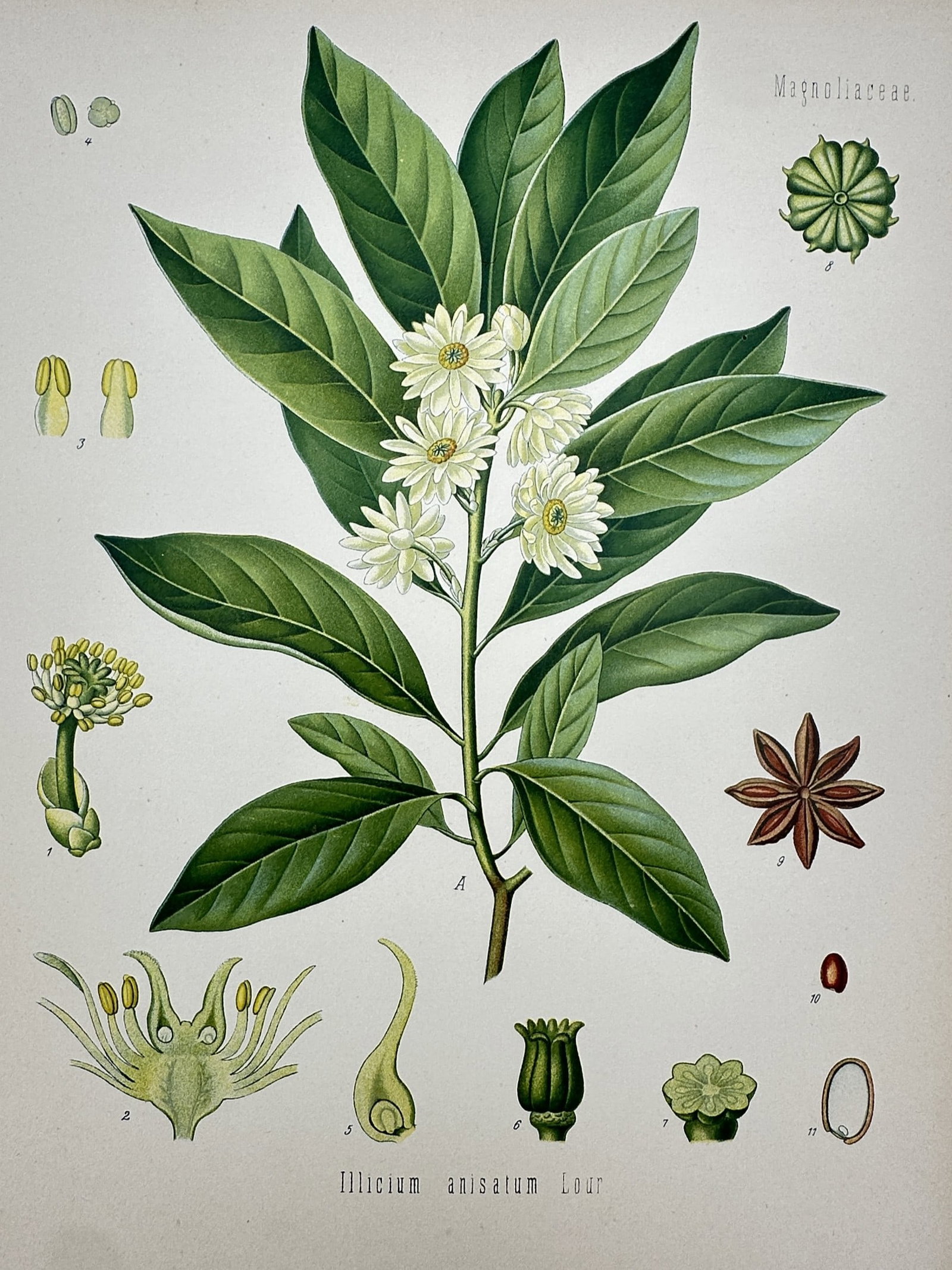 Hermann Köhler (1834–1912) – View of Star Anise – Hand-coloured lithograph (1887): "Illicium anisatum Lour." This hand-coloured lithograph provides a detailed botanical study of the star anise plant, illustrating a central branch with white flowers and evergreen leaves, accompanied 