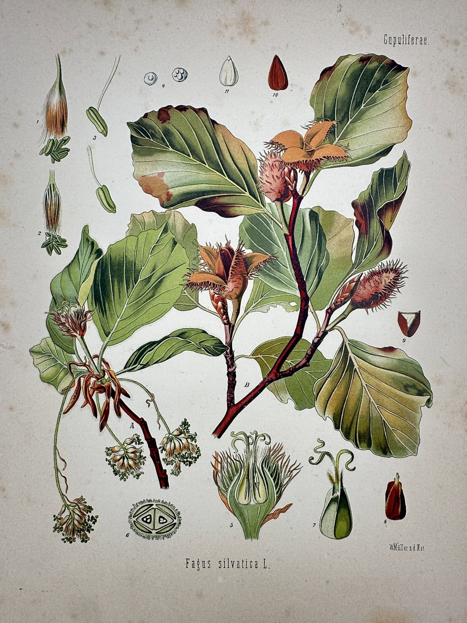 Hermann Köhler (1834–1912) – View of European Beech – Hand-coloured lithograph (1887): "Fagus silvatica L." This hand-coloured lithograph provides a detailed botanical study of the European beech, illustrating its foliage and fruiting branches with bristly cupules alongside a comprehens