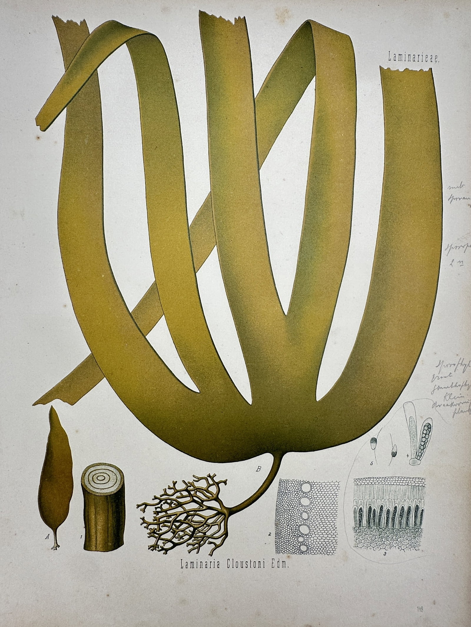 Hermann Köhler (1834–1912) – View of Tangle Kelp – Hand-coloured lithograph (1887): "Laminaria Cloustoni Edm." This hand-coloured lithograph provides a comprehensive botanical study of tangle kelp, illustrating the large, divided brown fronds, the holdfast, and a cross-section of the
