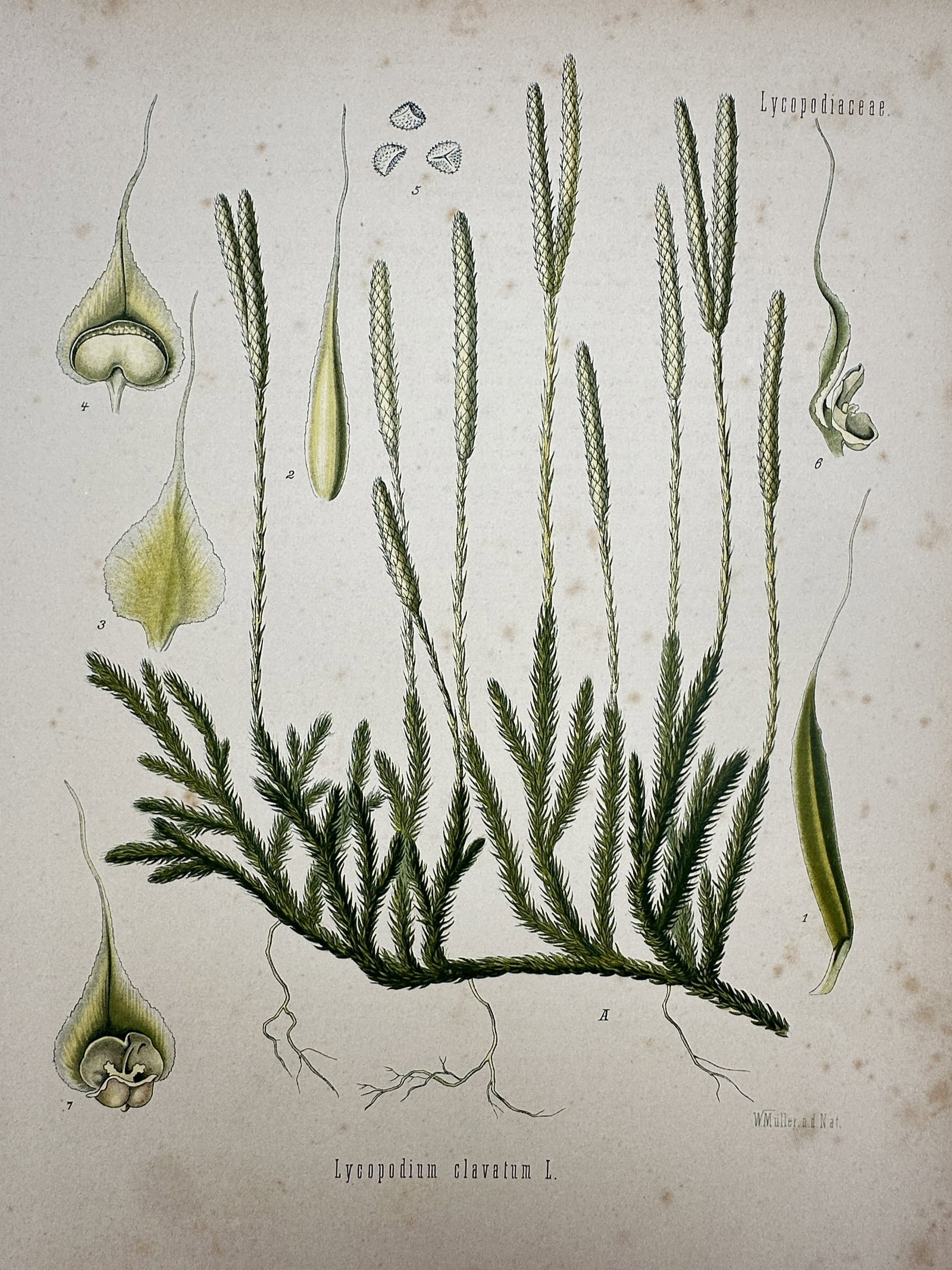 Hermann Köhler (1834–1912) – View of Stag's-horn Clubmoss – Hand-coloured lithograph (1887): "Lycopodium clavatum L." This hand-coloured lithograph provides a detailed botanical study of the stag's-horn clubmoss, illustrating its creeping stem with upright, spore-bearing spikes (strobili). Th