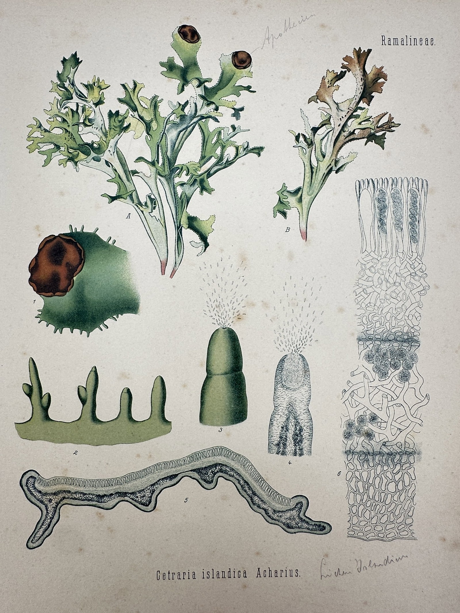 Hermann Köhler (1834–1912) – View of Iceland Moss – Hand-coloured lithograph (1887) (1 of 2)