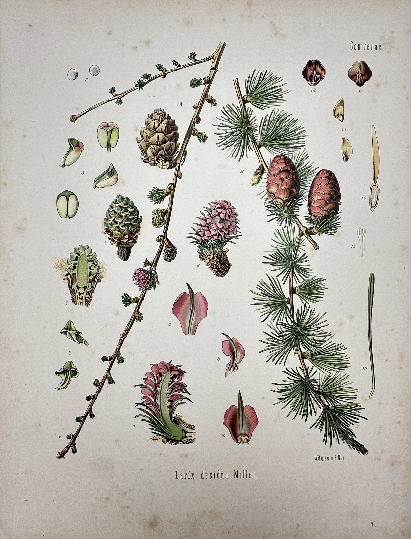 Hermann Köhler (1834–1912) – View of European Larch – Hand-coloured lithograph (1887): "Larix decidua Miller." This hand-coloured lithograph provides a detailed botanical study of the European larch, illustrating branches with needles and various stages of cone development alongside ana