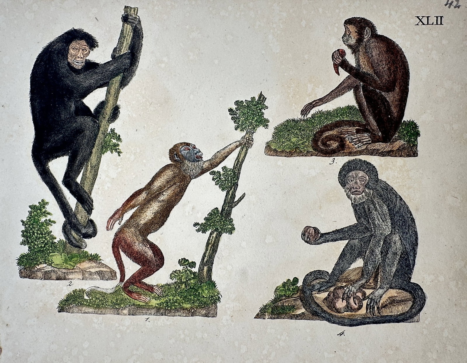 Friedrich Justin Bertuch – View of Various Monkey Species – Hand-coloured copper engraving: "Affen." This hand-coloured copper engraving illustrates four distinct species of monkeys in various naturalistic poses, including climbing and foraging, set against minimal landscape elements. The wo