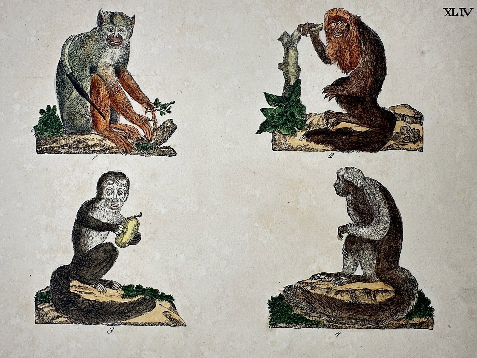 Friedrich Justin Bertuch – View of Various Primate Species – Hand-coloured copper engraving: Affen. This hand-coloured copper engraving illustrates four distinct species of primates in various seated and climbing poses, including a saki monkey and a tamarin, set against small mounds of earth 