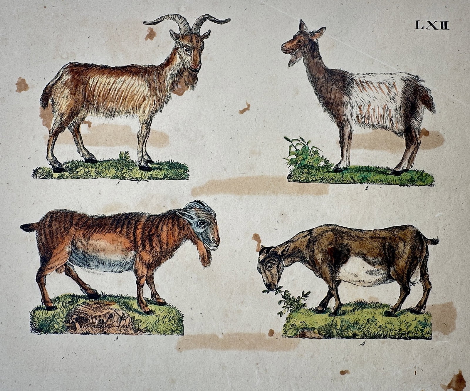 Friedrich Justin Bertuch – View of Various Goat Species – Hand-coloured copper engraving: "Ziegen." This hand-coloured copper engraving illustrates four distinct species of goats in various standing and grazing poses, set against small grassy mounds. The work is from the Bilderbuch für Ki