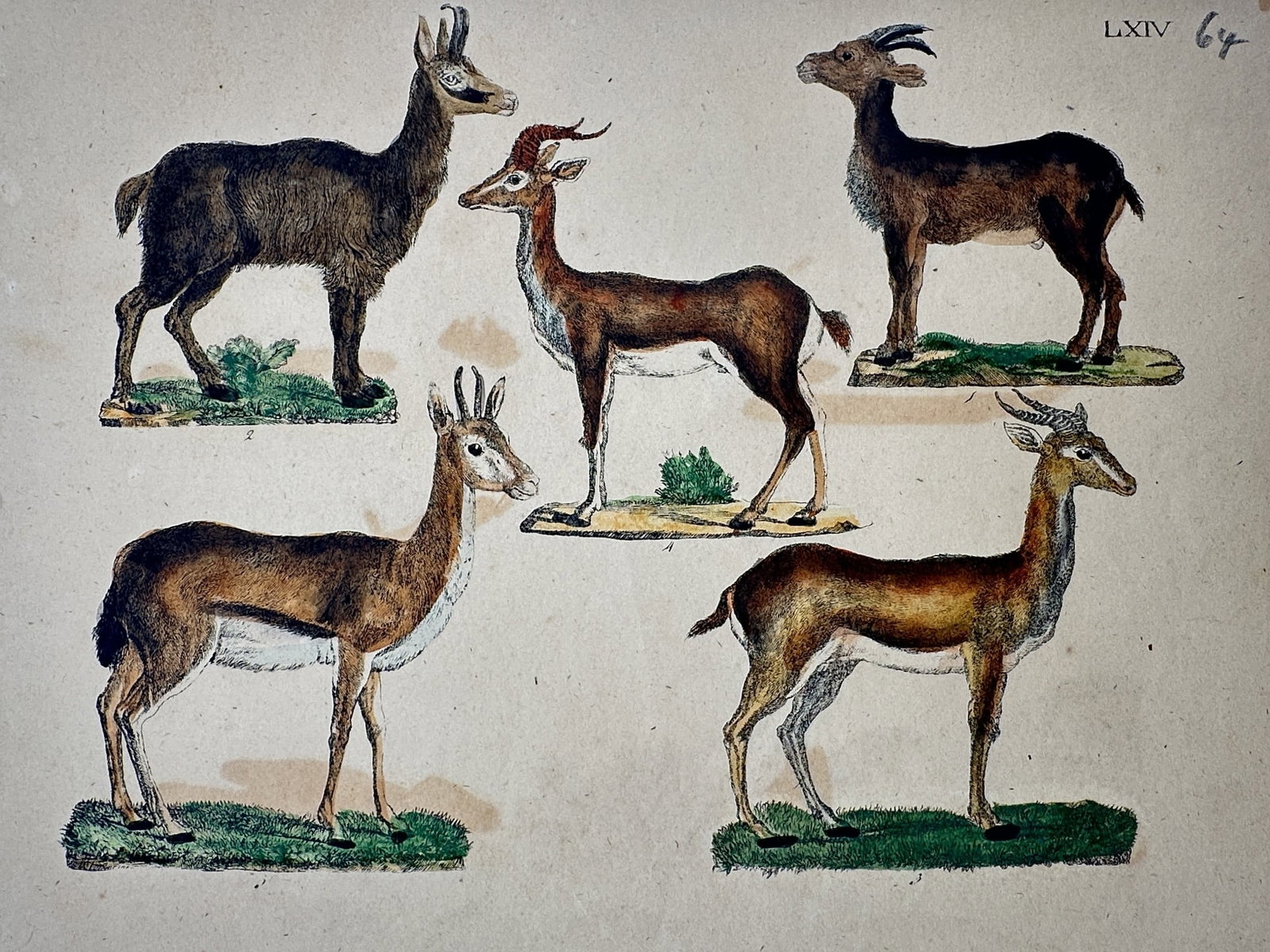 Friedrich Justin Bertuch – View of Various Antelope Species – Hand-coloured copper engraving: "Antilopen." This hand-coloured copper engraving illustrates five distinct species of antelopes and caprids, including a chamois and various gazelles, in profile standing poses set against small grass