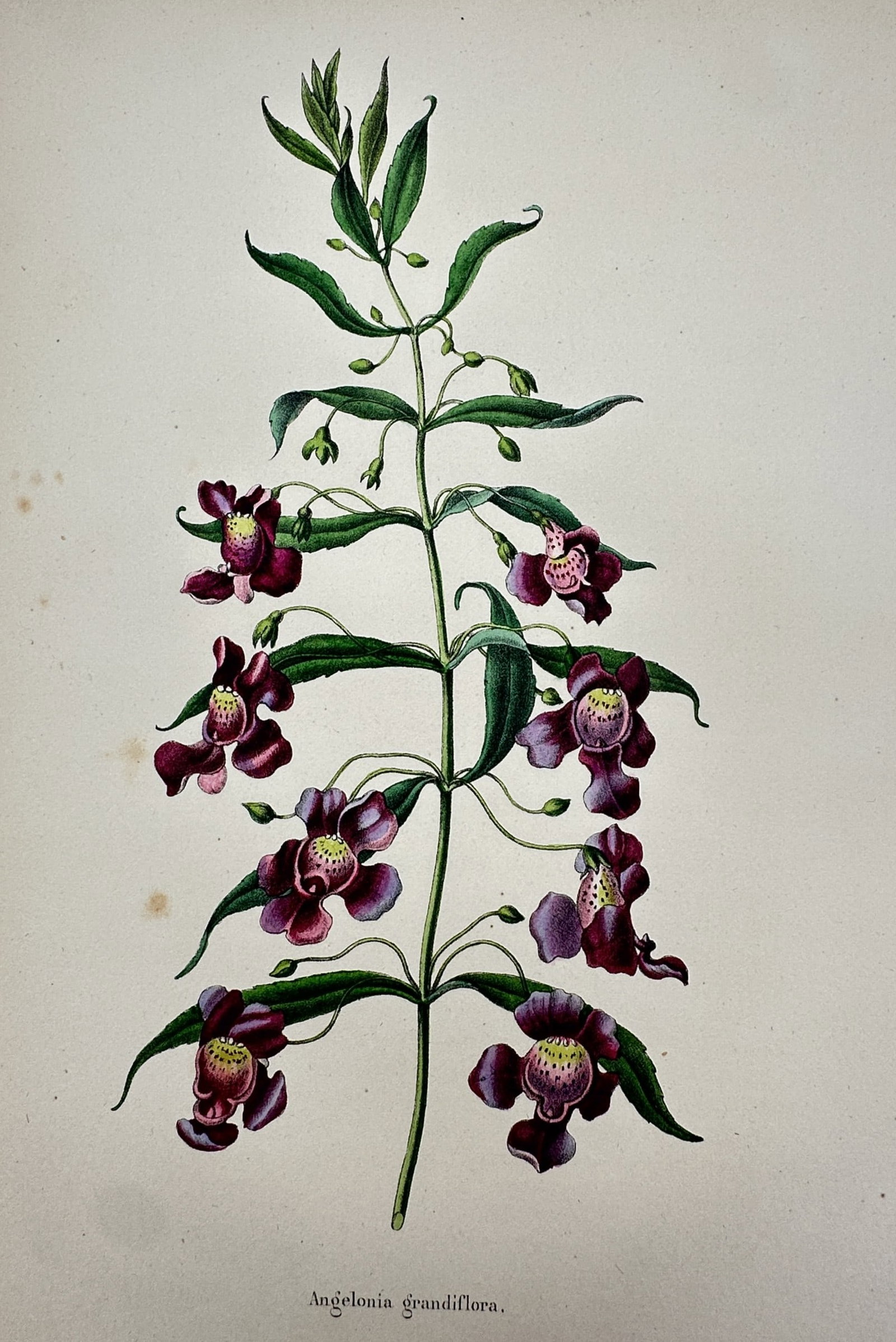 Frederick Edward Hulme (1841–1909) – View of Angelonia – Chromolithograph (1870–1900) (1 of 2)