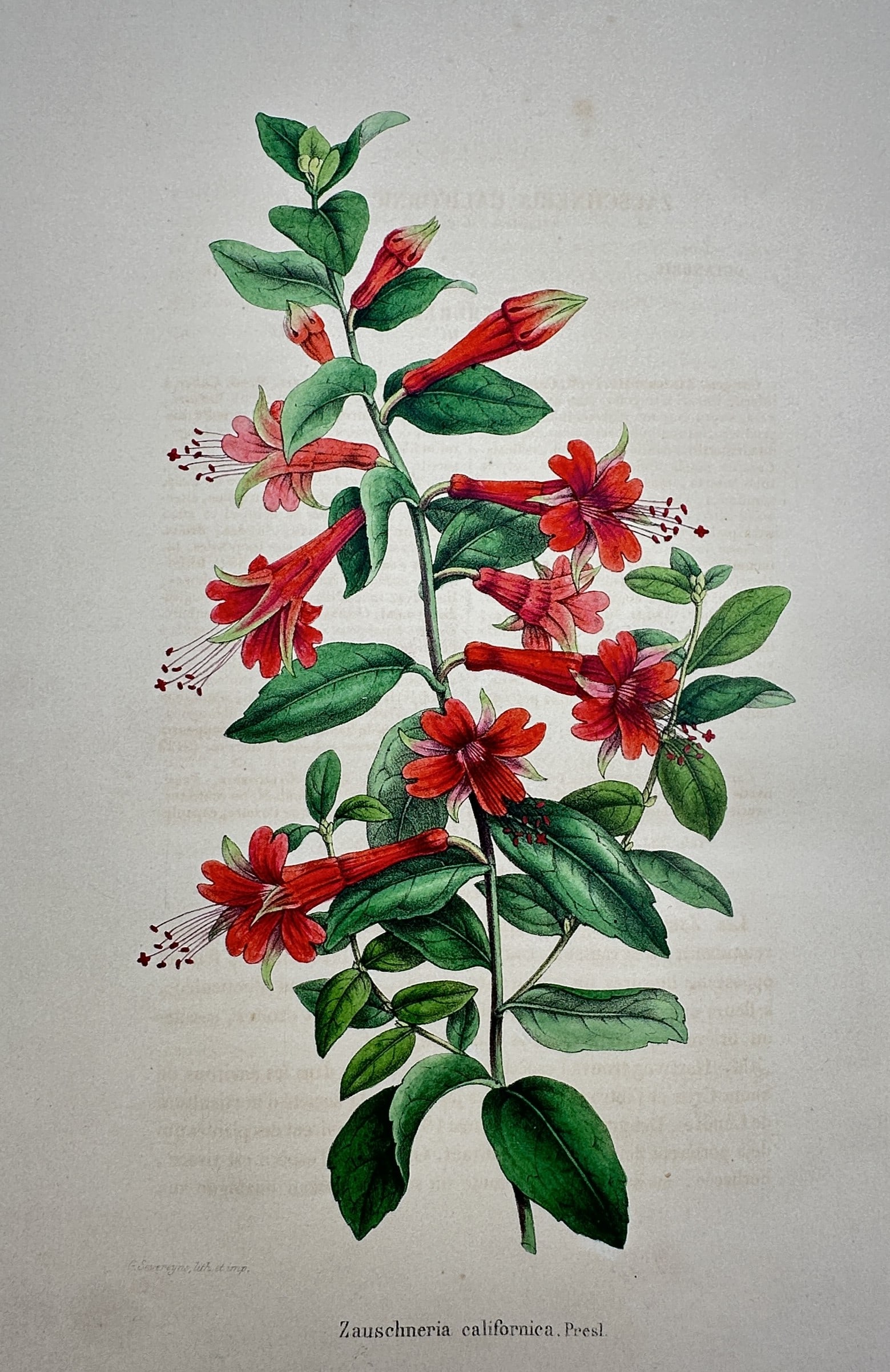 Frederick Edward Hulme (1841–1909) – View of California Fuchsia – Chromolithograph (1 of 2)