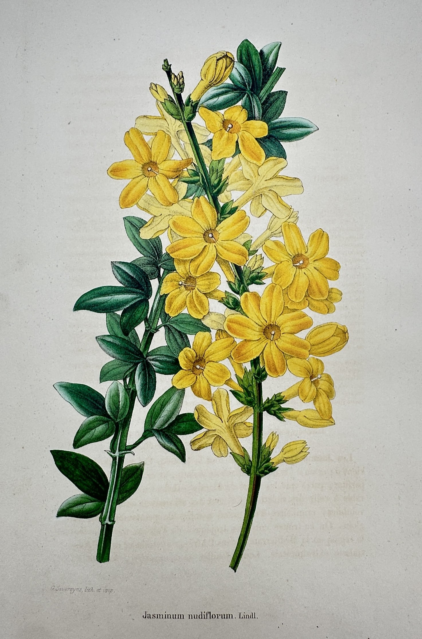Frederick Edward Hulme (1841–1909) – View of Winter Jasmine – Chromolithograph (1870–1900) (1 of 2)