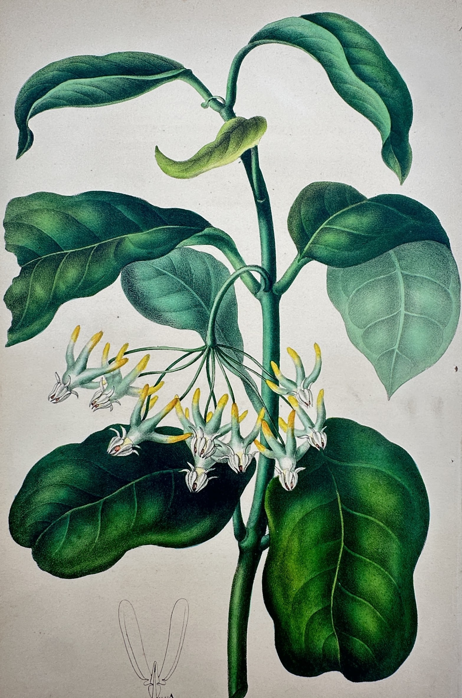 Frederick Edward Hulme (1841–1909) – View of Cinchona – Chromolithograph (1870–1900): "Cinchona." This chromolithograph presents a botanical study of the cinchona plant, featuring a central stem with broad, oval green leaves and a cluster of delicate white and yellow flowers. The work 