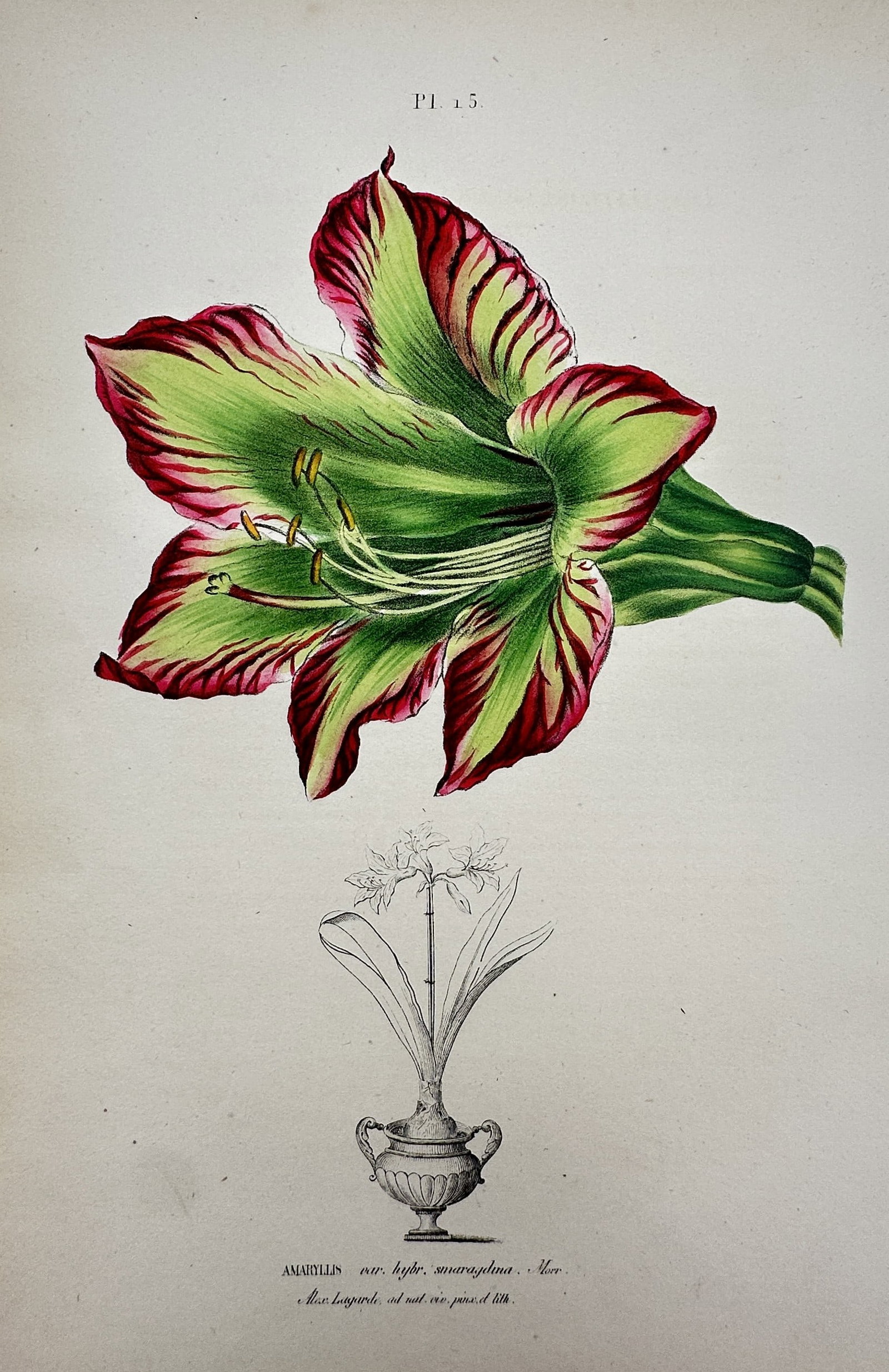 Frederick Edward Hulme (1841–1909) – View of Amaryllis – Chromolithograph (1870–1900) (1 of 2)