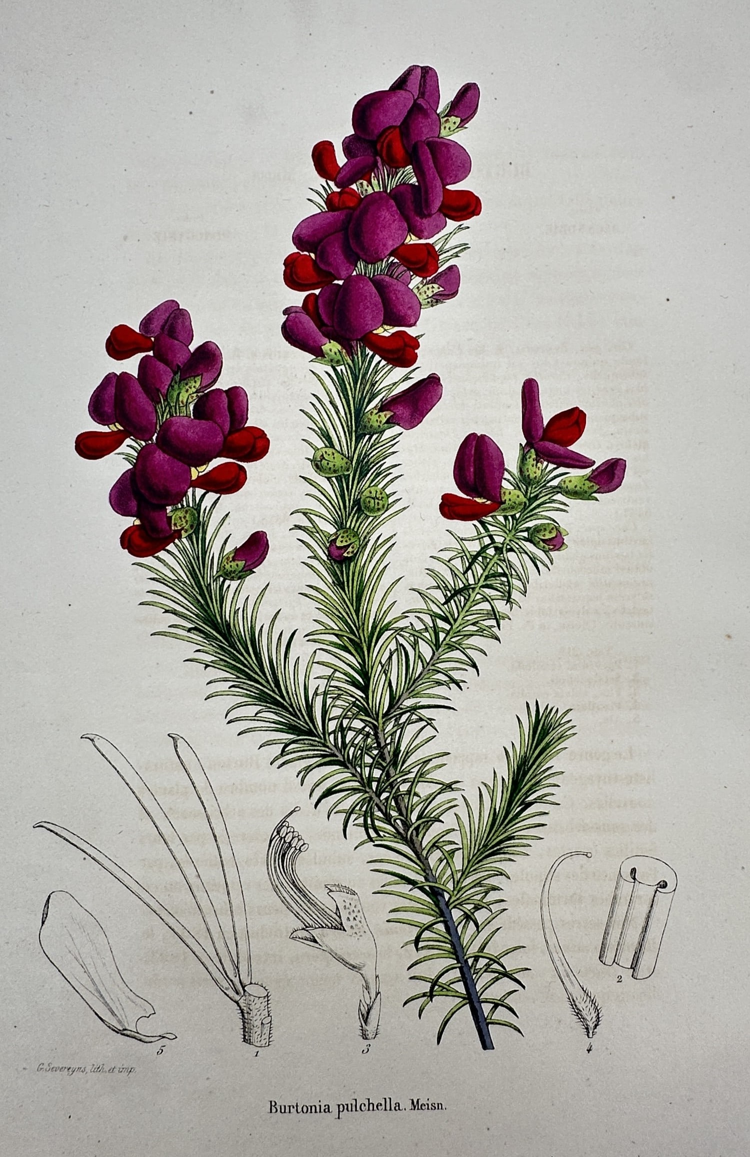 Frederick Edward Hulme (1841–1909) – View of Burtonia – Chromolithograph (1870–1900) (1 of 2)