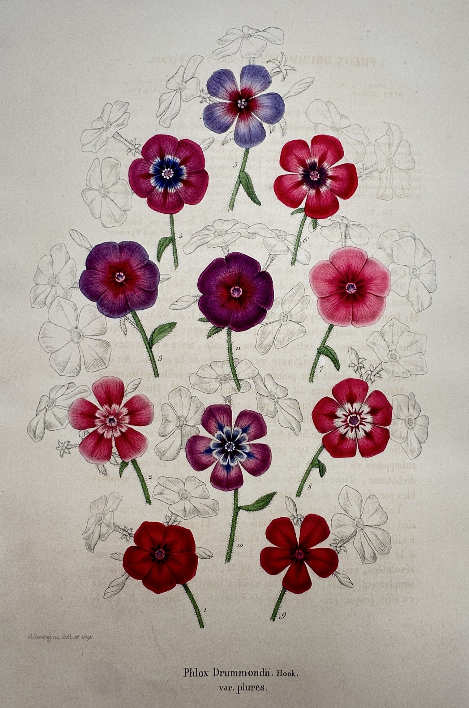 Frederick Edward Hulme (1841–1909) – View of Annual Phlox – Chromolithograph (1870–1900): "Phlox Drummondii, Hook. var. plures." This chromolithograph presents a botanical study of annual phlox, displaying a variety of vibrant floral specimens in shades of red, purple, and pink, each with 