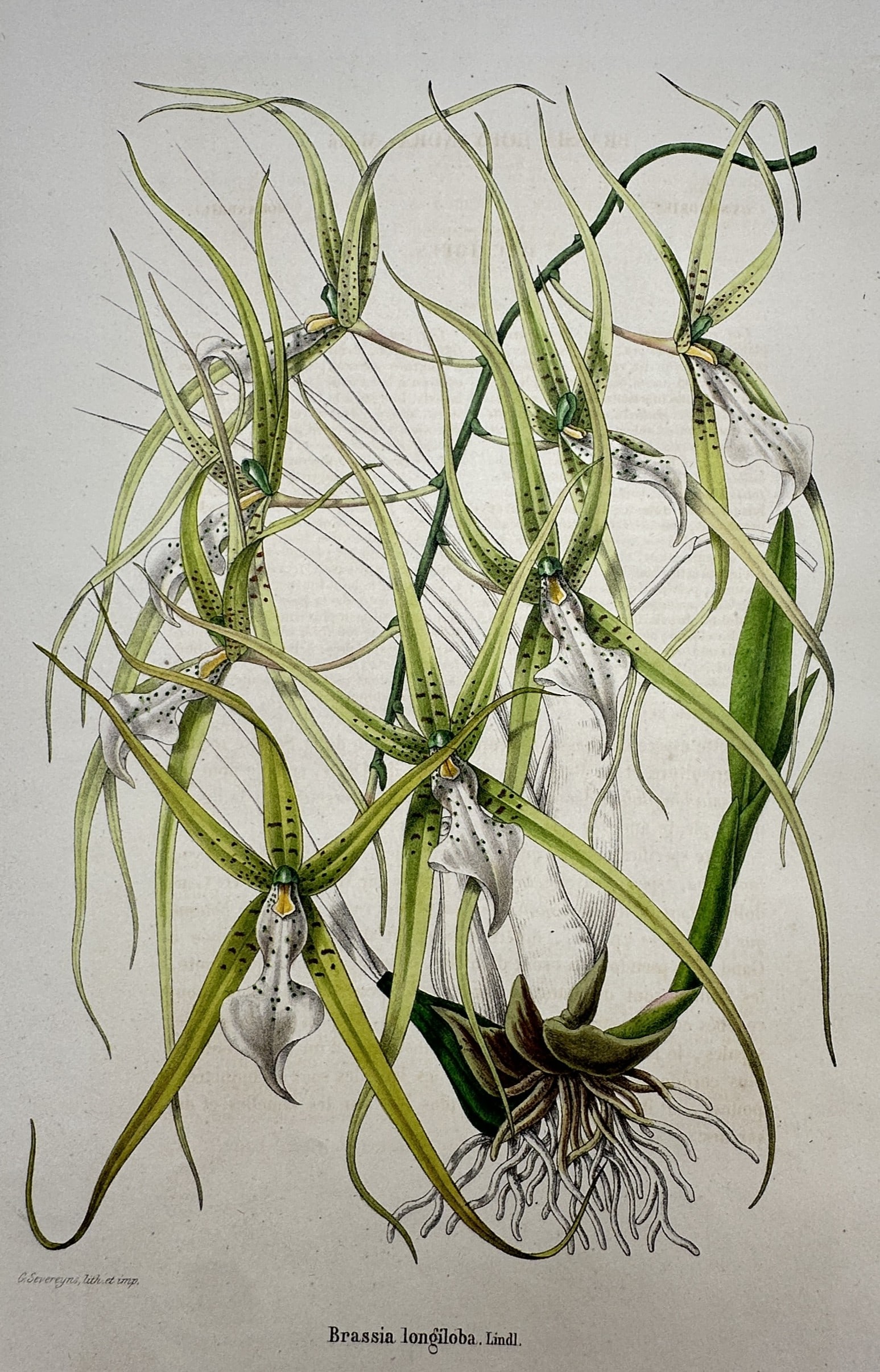 Frederick Edward Hulme (1841–1909) – View of Spider Orchid – Chromolithograph (1870–1900): "Brassia longiloba, Lindl." This chromolithograph presents a botanical study of the spider orchid, illustrating its characteristic long, slender, greenish-yellow sepals and petals with dark spotting, 