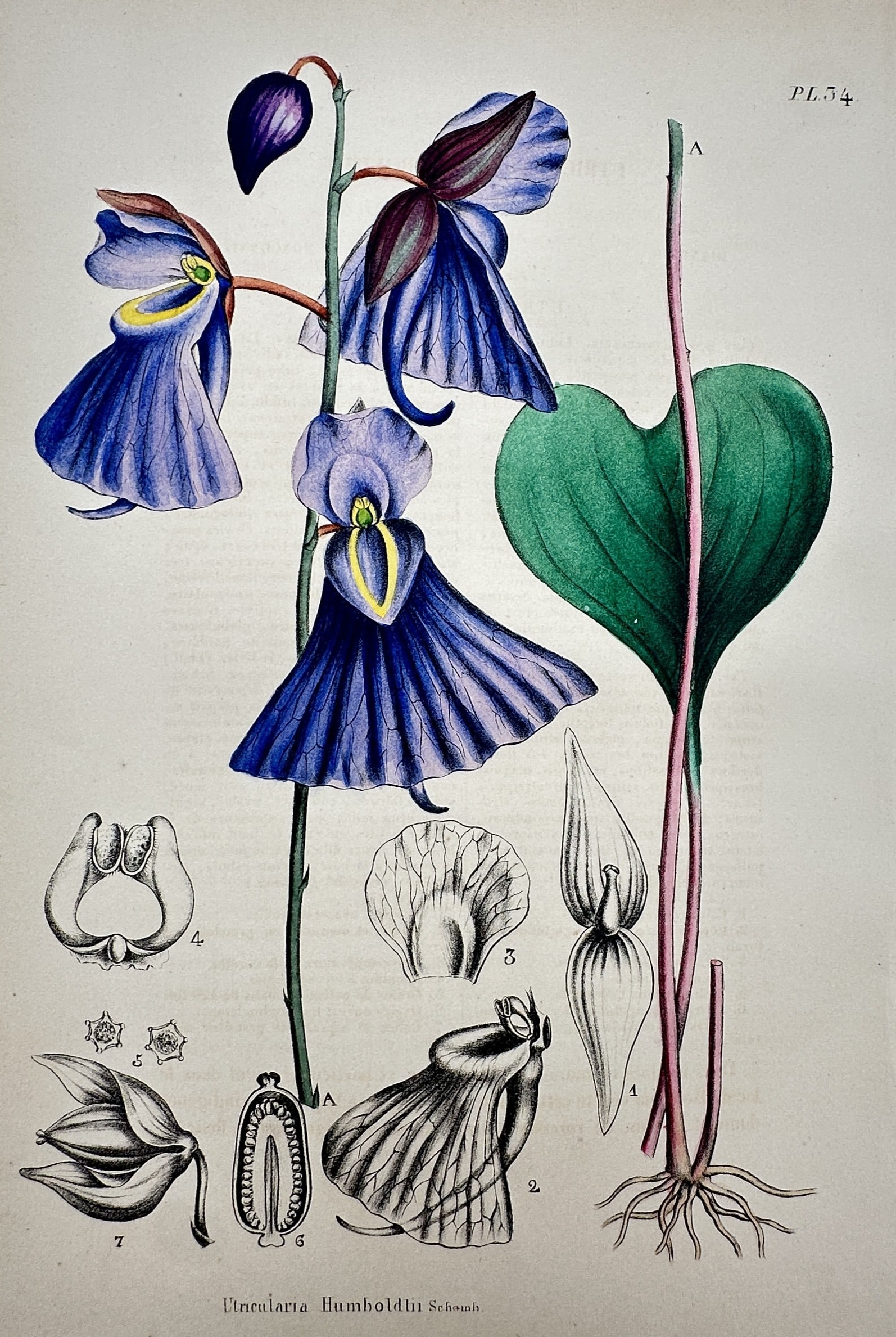 Frederick Edward Hulme (1841–1909) – View of Humboldt's Bladderwort – Chromolithograph: "Utricularia Humboldtii Schomb." This chromolithograph presents a botanical study of Humboldt's bladderwort, an aquatic carnivorous plant, illustrating its large, violet-blue orchid-like flowers and h