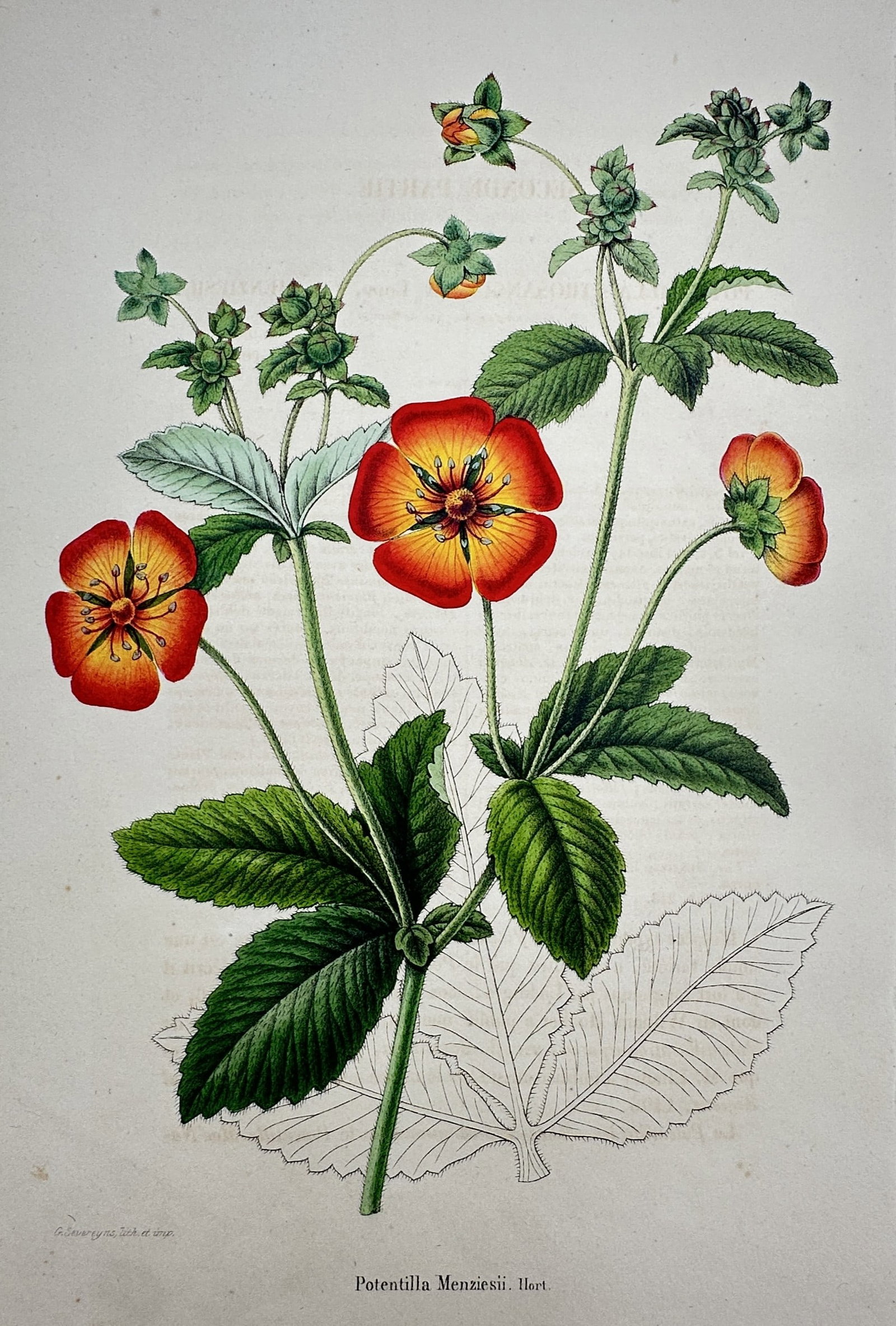 Frederick Edward Hulme (1841–1909) – View of Cinquefoil – Chromolithograph (1870–1900): "Potentilla Menziesii, Hort." This chromolithograph presents a botanical study of a cinquefoil variety, illustrating vibrant red and orange flowers blooming on a central green stalk with serrated leav