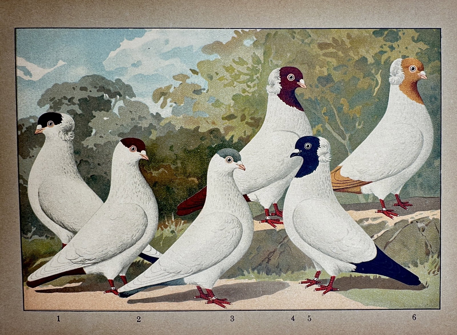 Emil Schachtzabel – View of Various Domestic Pigeon Breeds – Chromolithograph (1906–1910): "Tümmler." This chromolithograph illustrates six distinct varieties of domestic pigeons, likely tumbling or high-flying breeds, showcased in a naturalistic landscape with trees and a soft blue sky. T