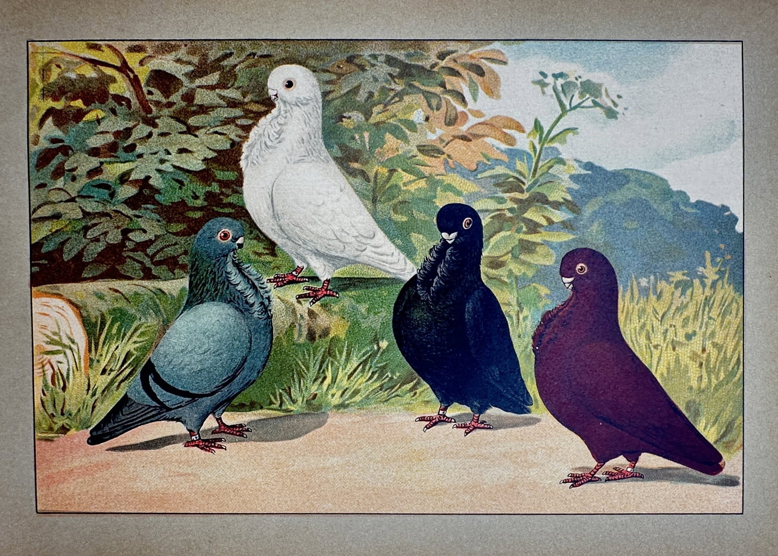 Emil Schachtzabel – View of Various Fancy Pigeon Breeds – Chromolithograph (1906–1910): Mövchen. This chromolithograph illustrates four distinct varieties of domestic pigeons, known as owl pigeons or Mövchen, characterized by their short beaks and frilled breast feathers. The birds are