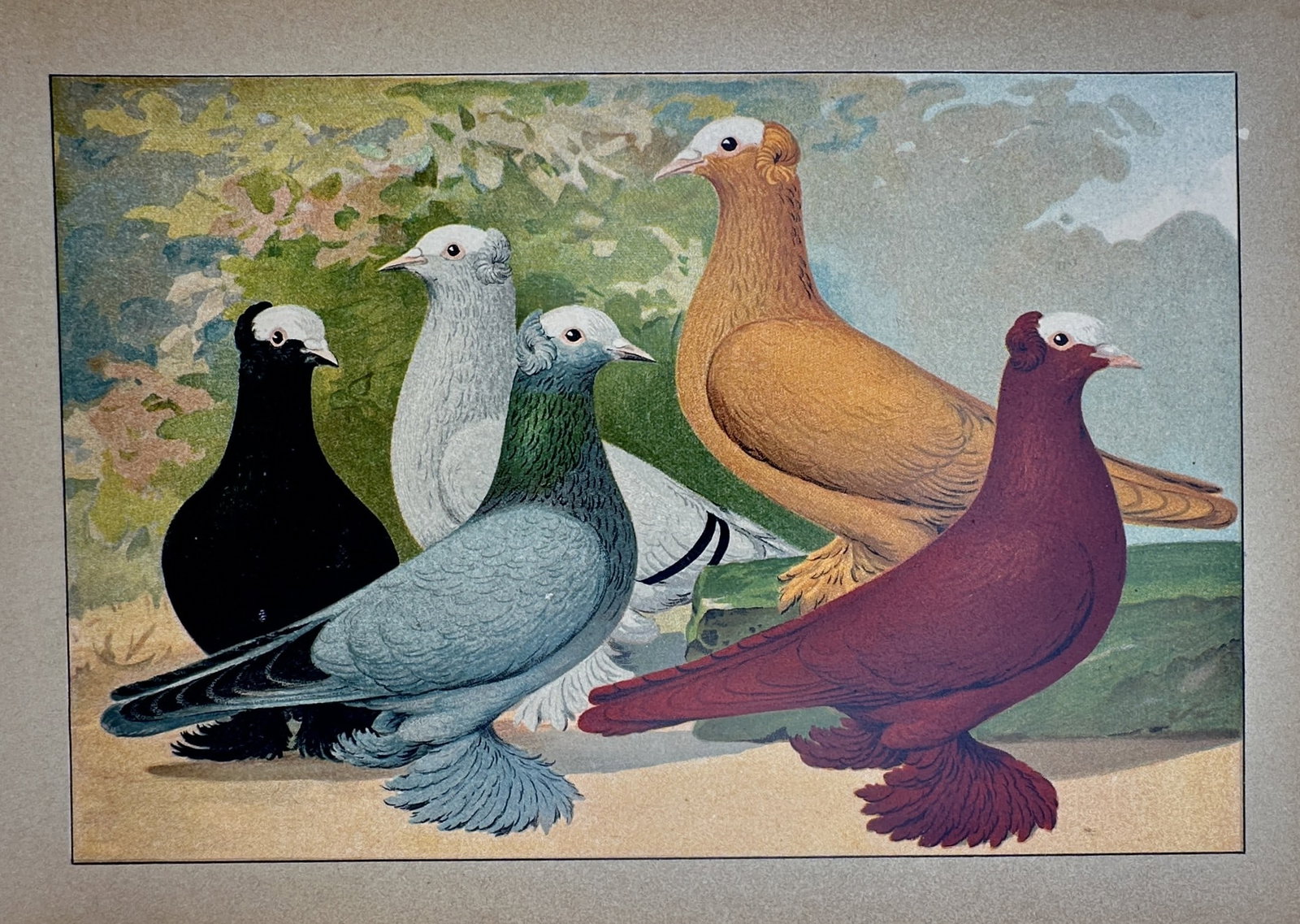 Emil Schachtzabel – View of Diverse Fancy Pigeon Varieties – Chromolithograph (1906–1910): "Trommeltauben." This chromolithograph illustrates five distinct varieties of domestic pigeons, known as trumpeter pigeons, characterized by their muffed feet and unique plumage patterns. The birds ar