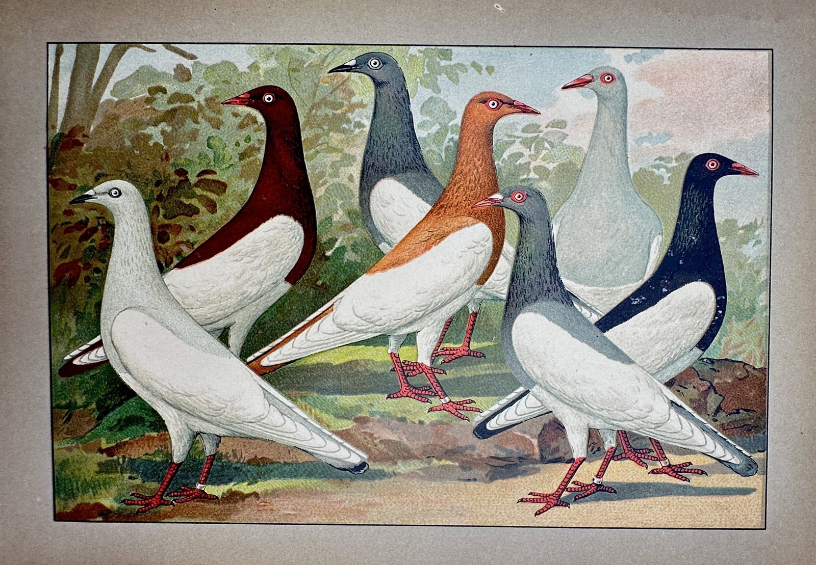 Emil Schachtzabel – View of Diverse Exhibition Pigeon Breeds – Chromolithograph (1906–1910) (1 of 2)