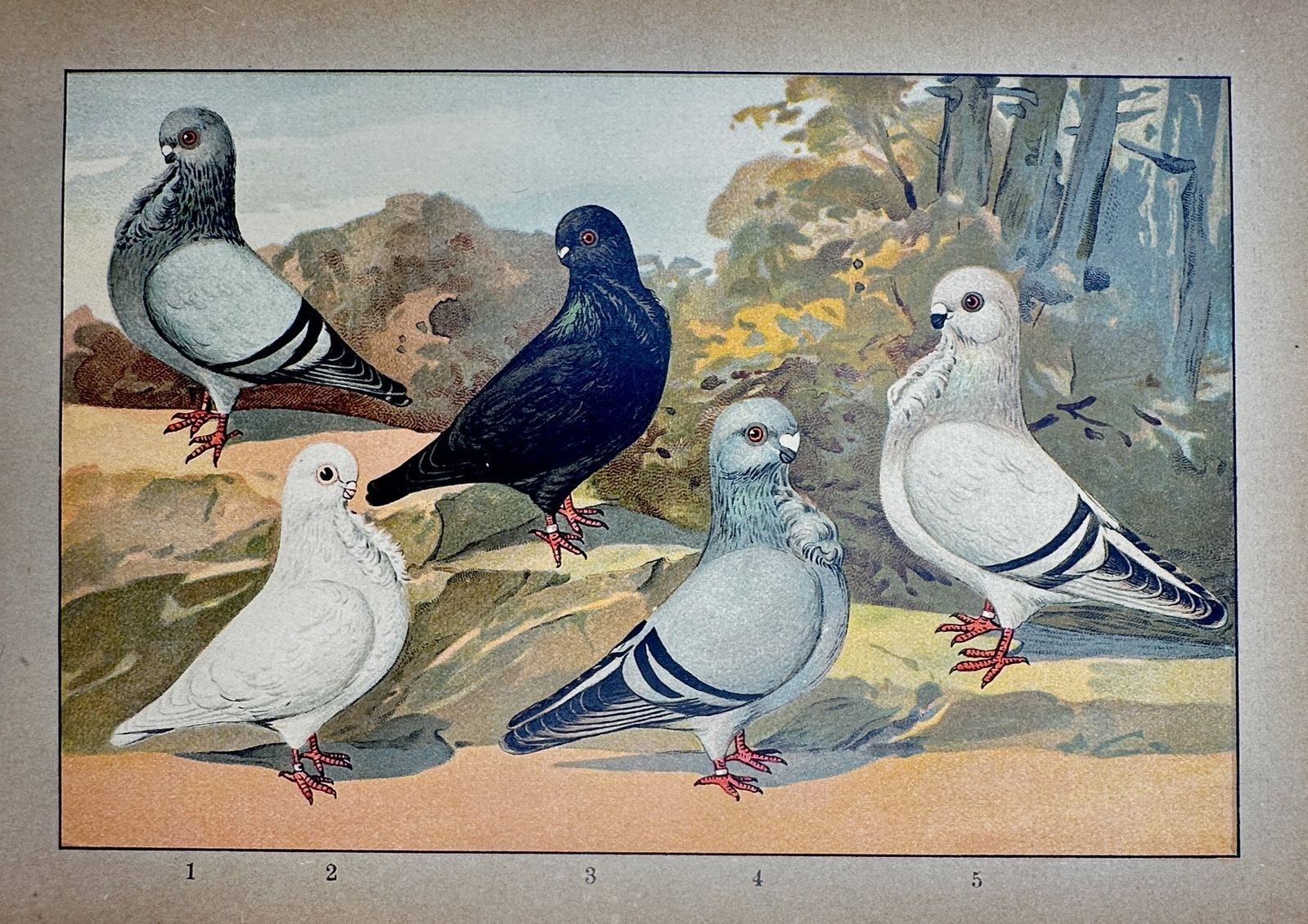 Emil Schachtzabel – View of Various Owl Pigeon Breeds – Chromolithograph (1906–1910) (1 of 2)