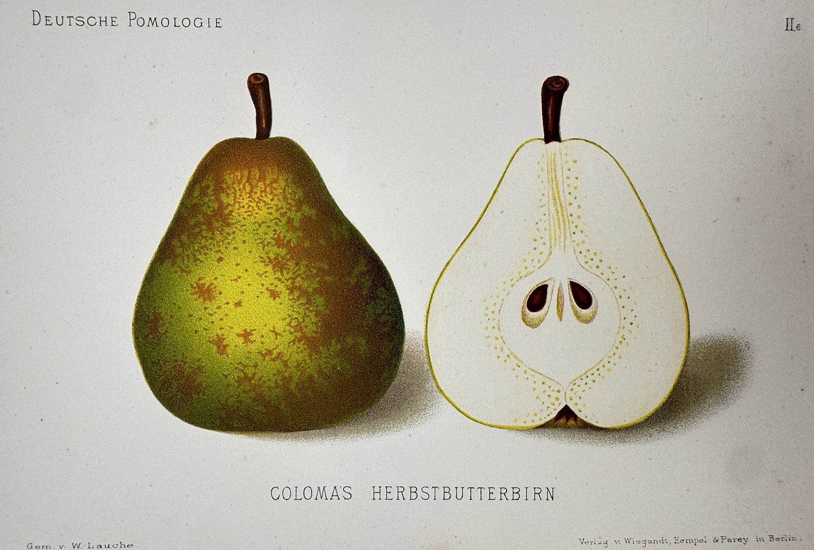 Wilhelm Lauche (1827–1883) – View of Coloma’s Autumn Butter Pear – Chromolithograph: "Colomas Herbstbutterbirn." This chromolithograph presents a pomological study of the Coloma’s Autumn Butter pear variety, showing a whole fruit with green and russeted skin and a cross-section reve