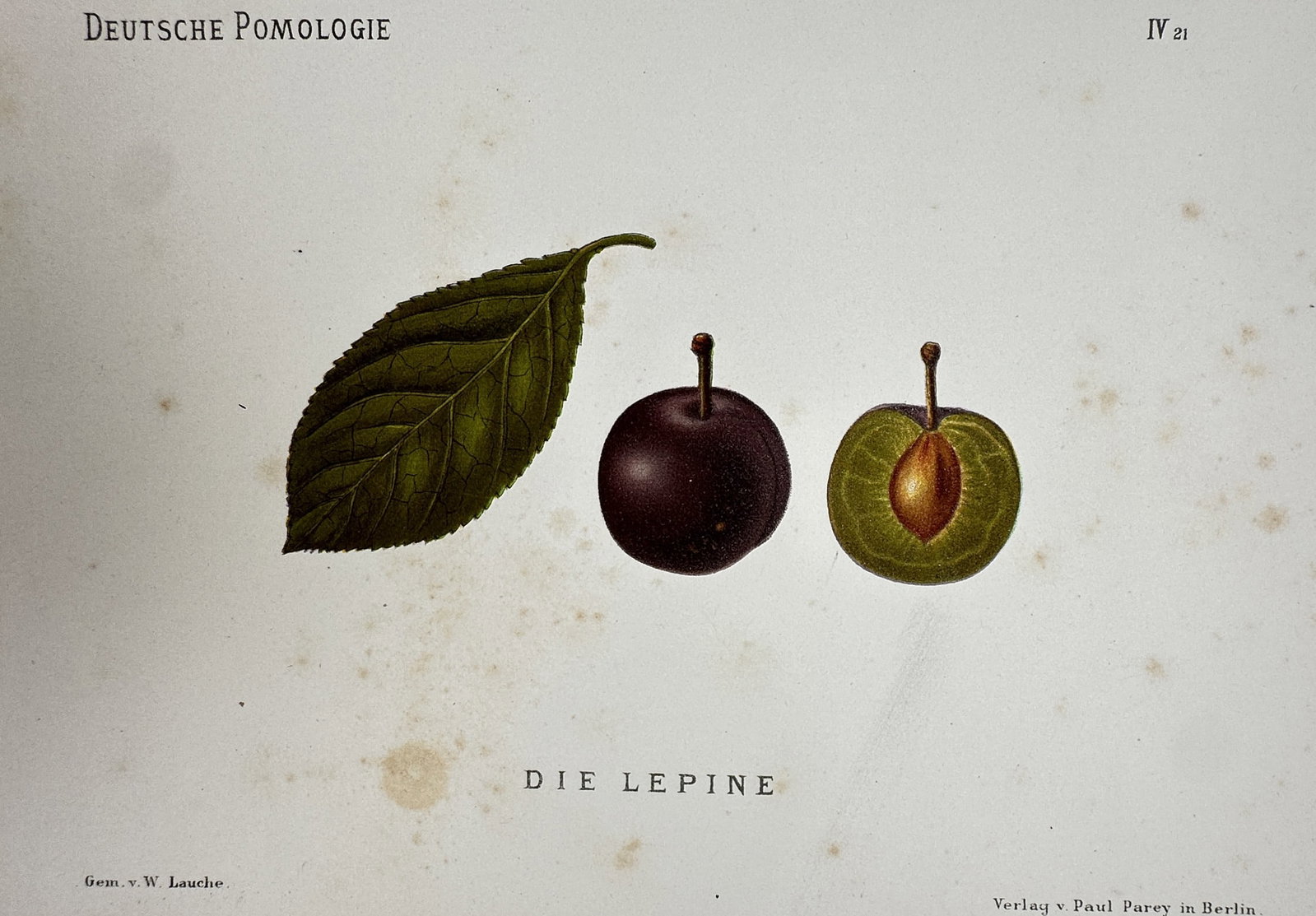Wilhelm Lauche (1827–1883) – View of Die Lepine Plum – Chromolithograph (1882–1883) (1 of 2)