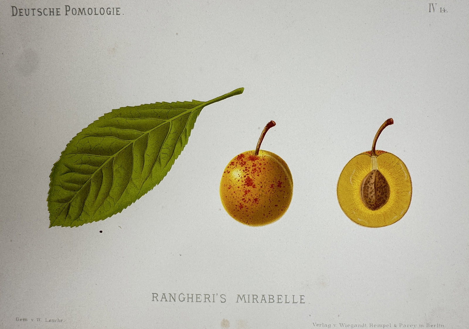 Wilhelm Lauche (1827–1883) – View of Rangheri’s Mirabelle Plum – Chromolithograph (1 of 2)