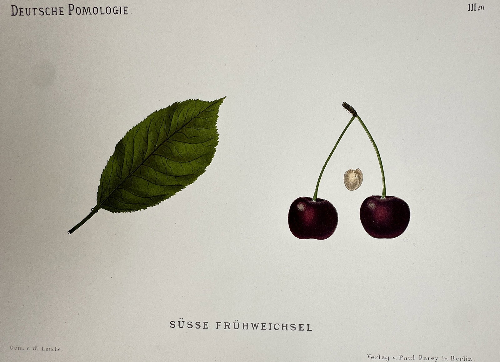 Wilhelm Lauche (1827–1883) – View of Sweet Early Morello Cherry – Chromolithograph: "Süsse Frühweichsel." This chromolithograph presents a pomological study of the Sweet Early Morello cherry variety, showing a single serrated green leaf, a pair of dark red cherries on a shared stem