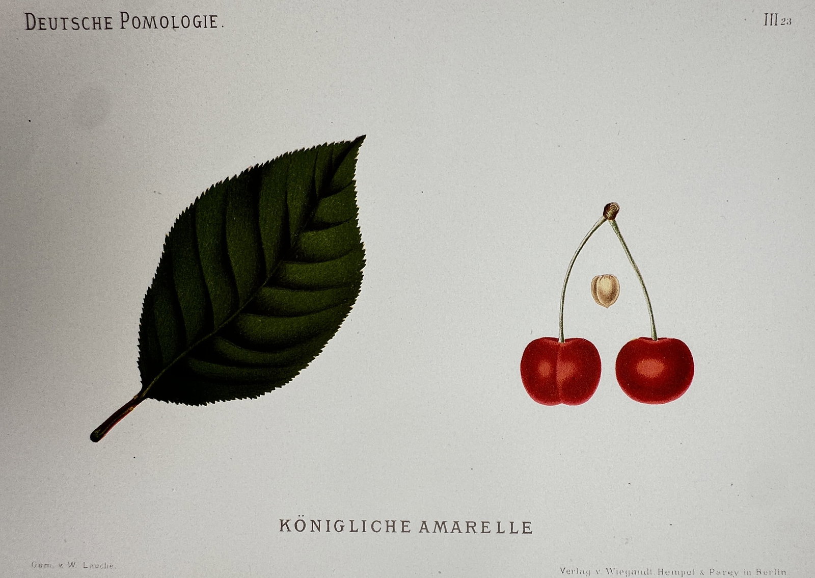 Wilhelm Lauche (1827–1883) – View of Königliche Amarelle – Chromolithograph (1882–1883): "Königliche Amarelle" This botanical illustration displays a cherry variety with its leaf and stone. The work is from the series Deutsche Pomologie, published by Paul Parey in Berlin. Wilhelm Lauche 