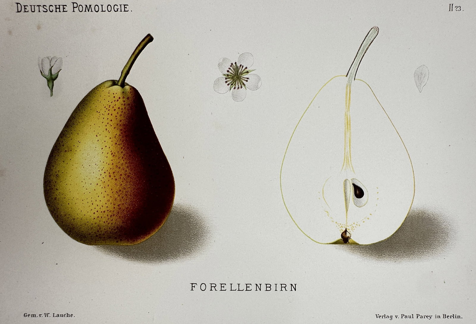 Wilhelm Lauche (1827–1883) – View of Forellenbirn – Chromolithograph (1882–1883): "Forellenbirn" This botanical print illustrates a Forelle pear alongside a cross-section of the fruit and its blossom. The work is from the series Deutsche Pomologie, published by Paul Parey in Berlin