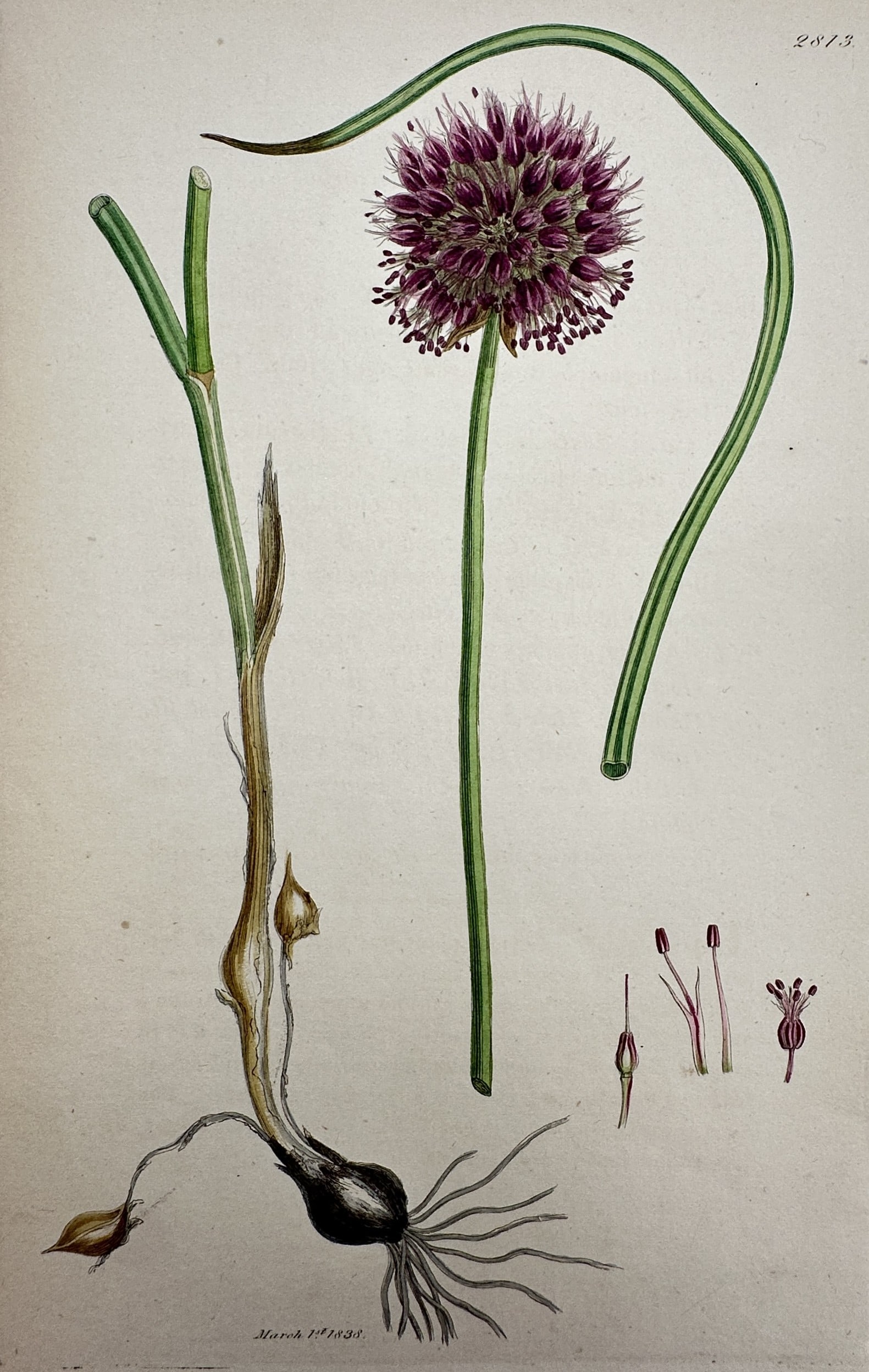 James Sowerby – View of Allium Ampeloprasum – Hand-coloured etching (1838) (1 of 2)