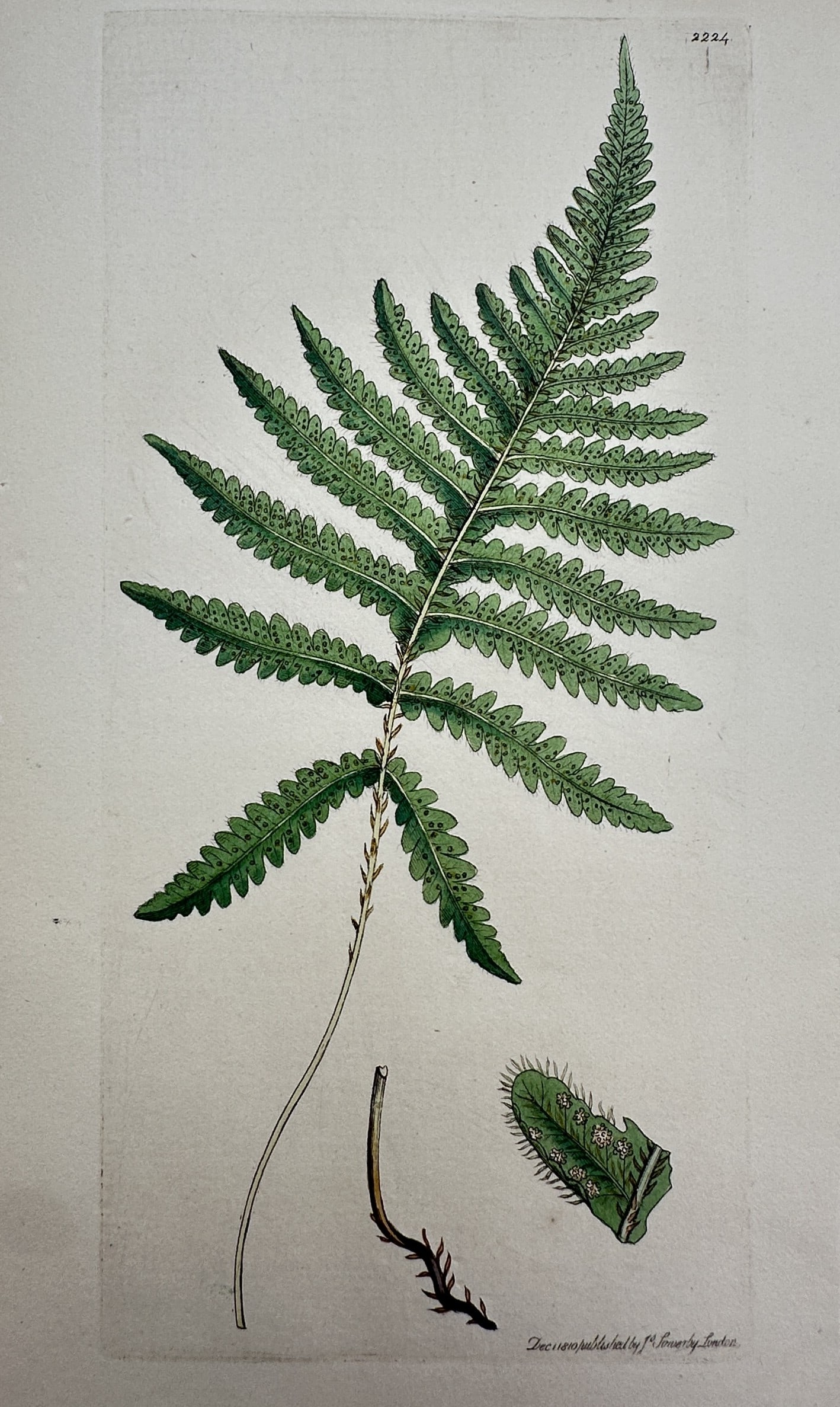 James Sowerby – View of Aspidium Cristatum – Hand-coloured etching (1810): "Aspidium Cristatum" This botanical illustration depicts the crested buckler fern, showing a primary frond and a detailed close-up of a fertile leaflet with spore cases. The work is from the first edi
