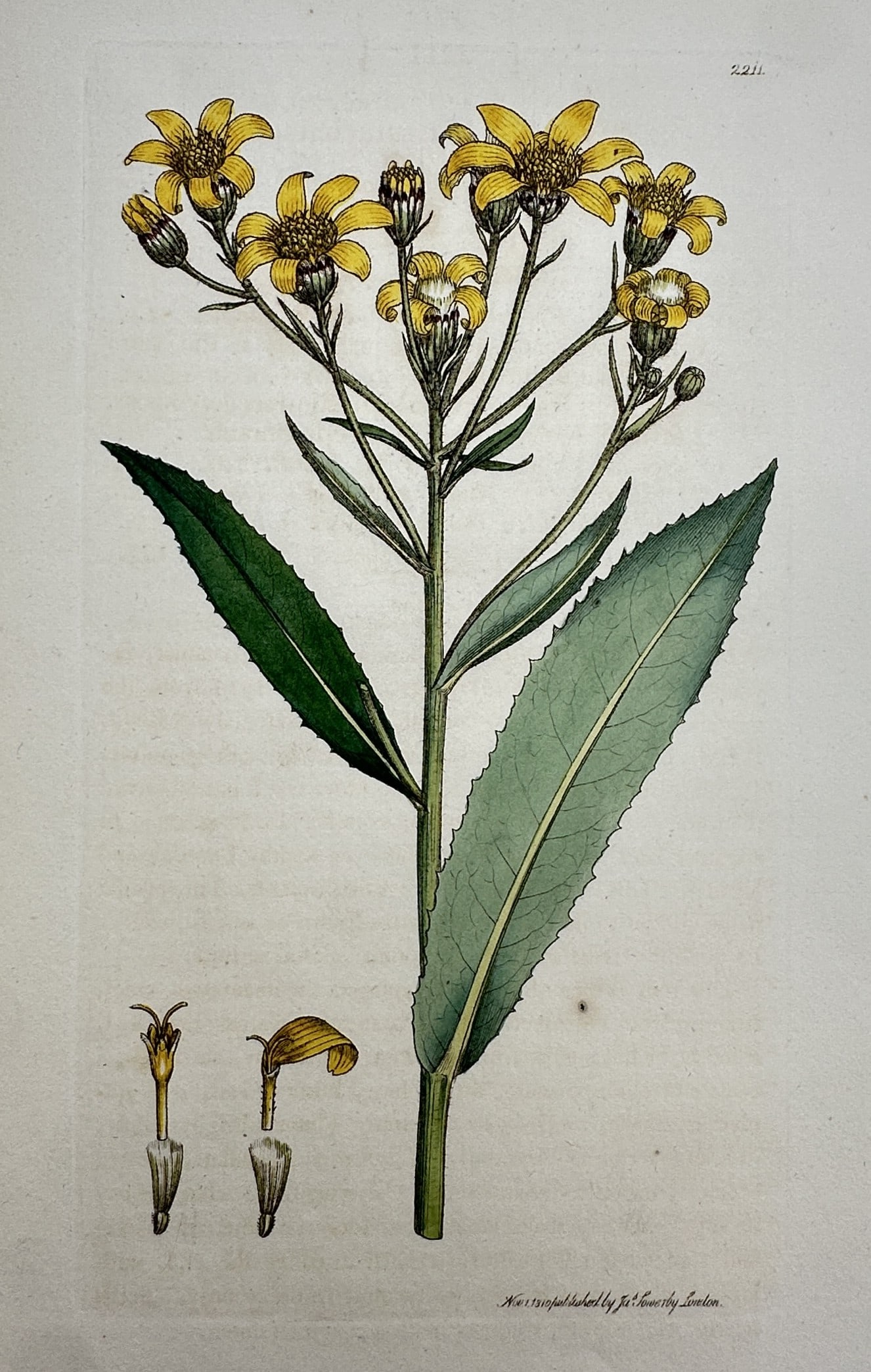 James Sowerby – View of Senecio Fluviatilis – Hand-coloured etching (1810): "Senecio Fluviatilis" This botanical illustration depicts the broad-leaved ragwort, showing the flowering stem with its yellow blossoms and lancet-shaped leaves alongside anatomical details of the ind