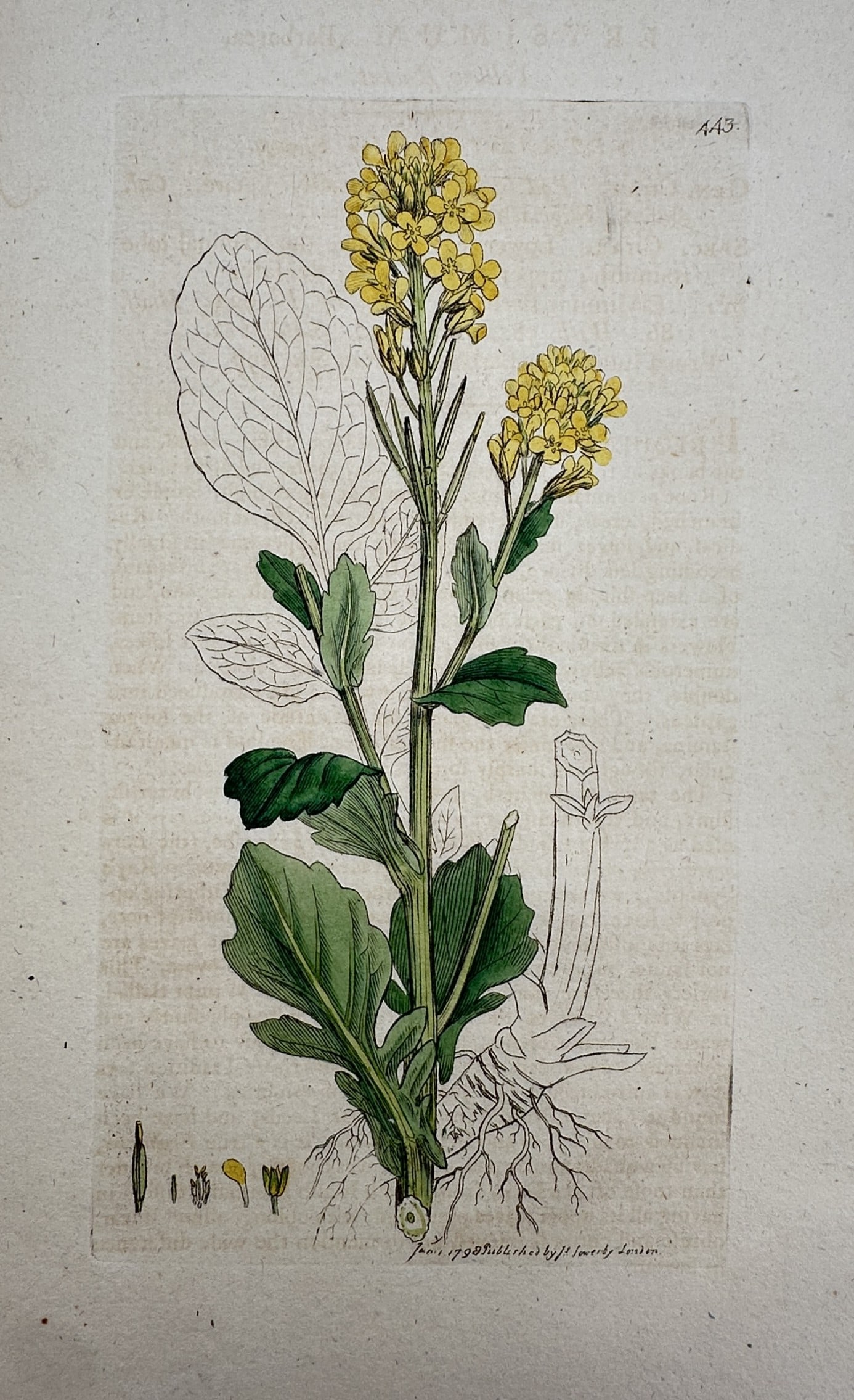 James Sowerby – View of Brassica Napus – Hand-coloured etching (1794): "Brassica Napus" This botanical illustration depicts the rape or rapeseed plant, showing the central flowering stalk with yellow blossoms and anatomical details of the seeds and petals. The work is fr
