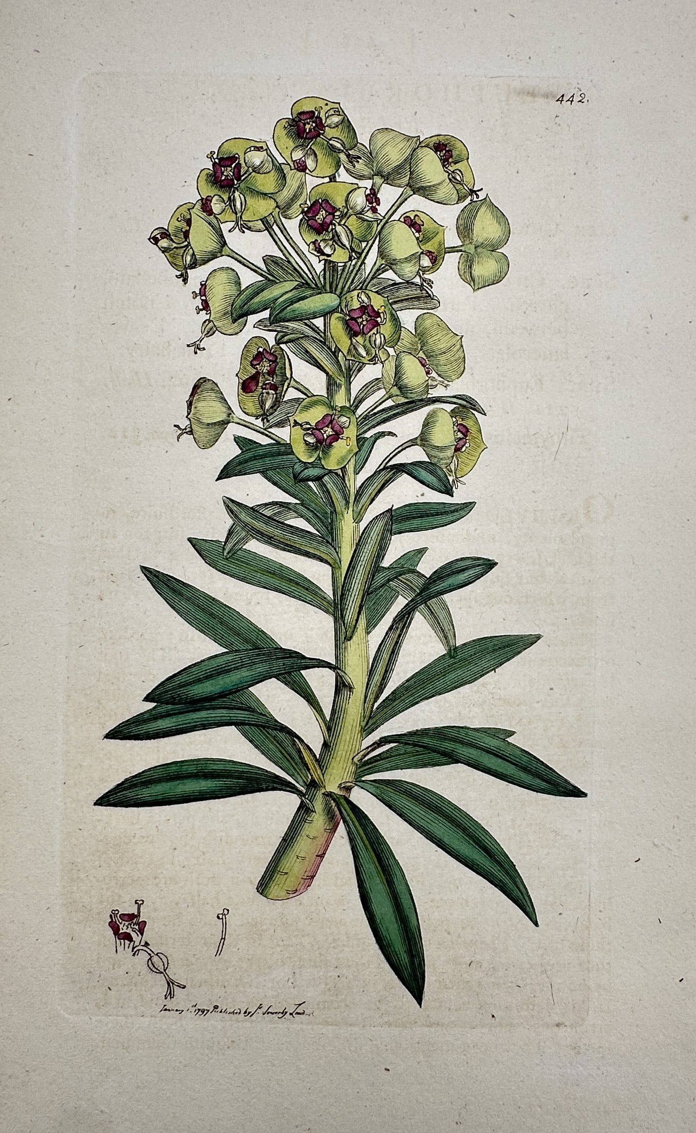 James Sowerby – View of Euphorbia Amygdaloides – Hand-coloured etching (1798) (1 of 2)