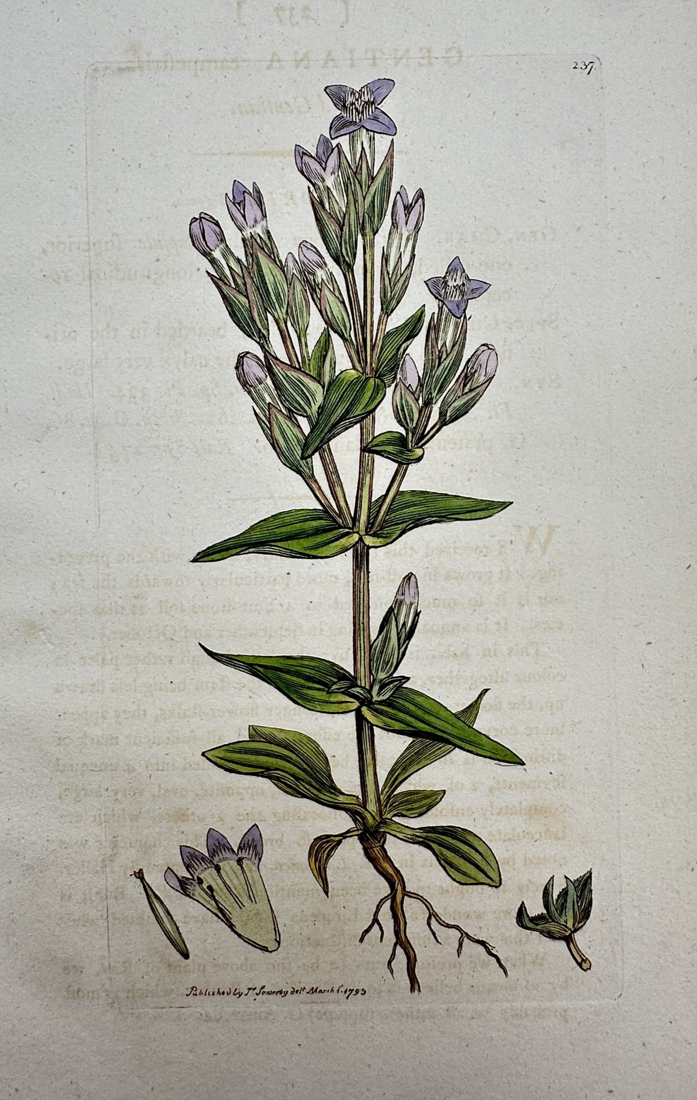 James Sowerby – View of Gentiana Amarella – Hand-coloured etching (1795): "Gentiana Amarella" This botanical illustration depicts the autumnal gentian, showing the entire plant from the root to the terminal clusters of pale purple flowers. The work is from the first edition