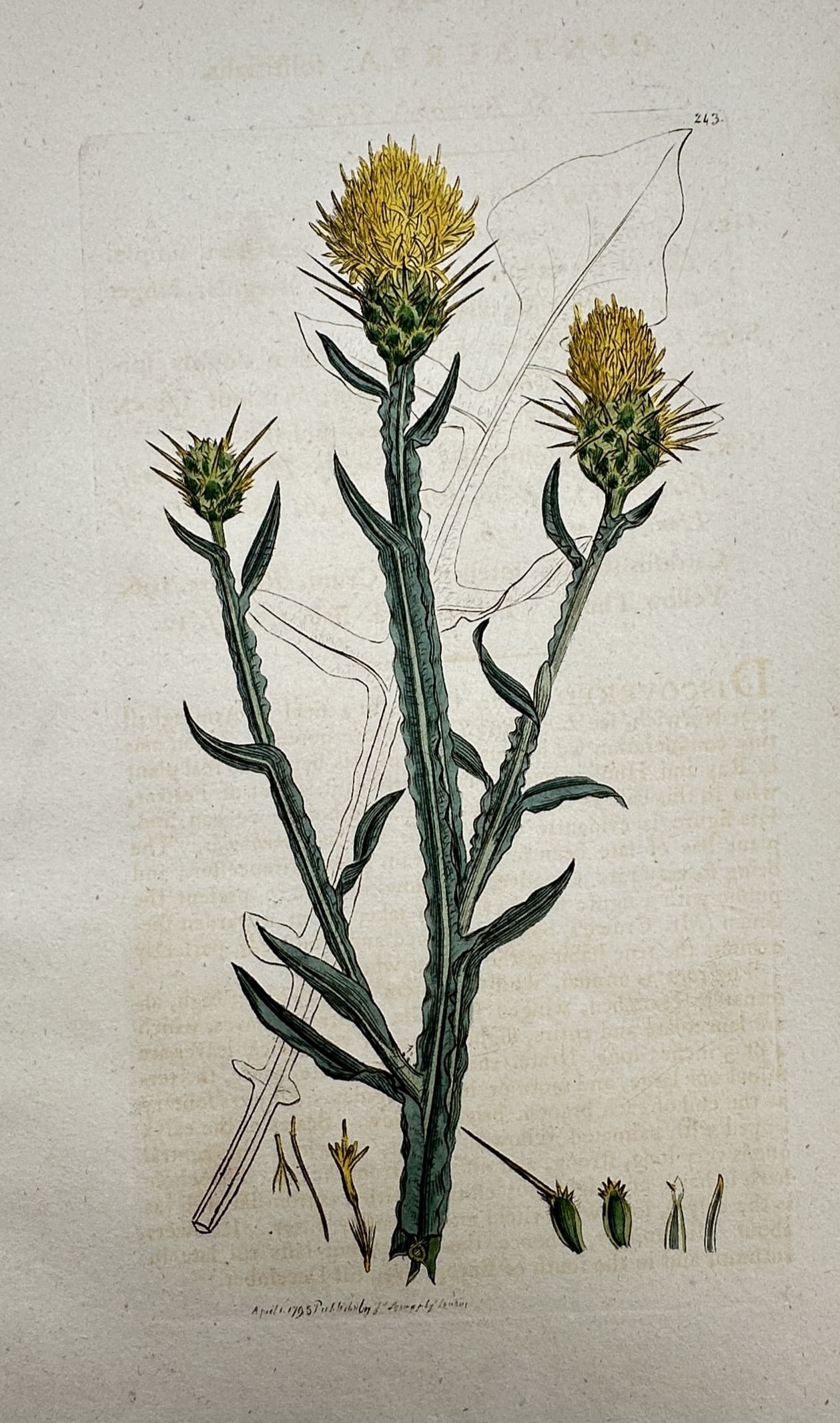 James Sowerby – View of Centaurea Solstitialis – Hand-coloured etching (1795): "Centaurea Solstitialis" This botanical illustration depicts the yellow star-thistle, showing the winged stems and prickly flower heads with their characteristic yellow florets. The work is from the f