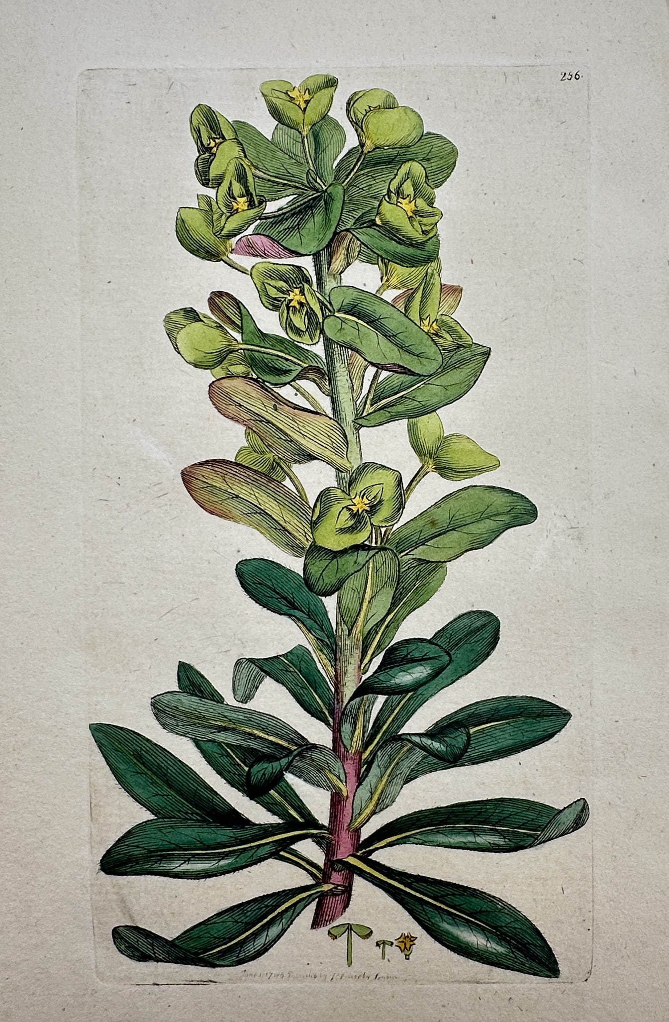 James Sowerby – View of Euphorbia Portlandica – Hand-coloured etching (1797): "Euphorbia Portlandica" This botanical illustration depicts the Portland spurge, showing its characteristic reddish stem, glaucous leaves, and terminal umbels of yellowish-green flowers. The work is f