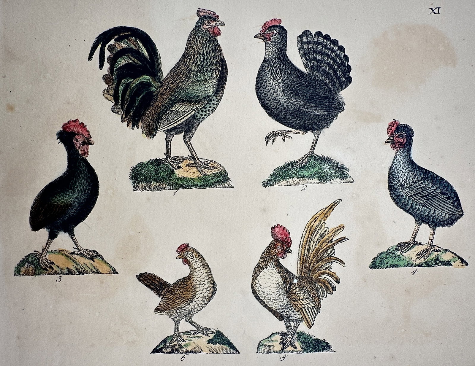 Friedrich Justin Bertuch – View of Various Fowl – Hand-coloured engraving (1790–1830): "Various Fowl" This zoological print illustrates several species of domestic and wild birds, including various roosters and hens, each depicted in a profile view on small grassy mounds. The work is fr